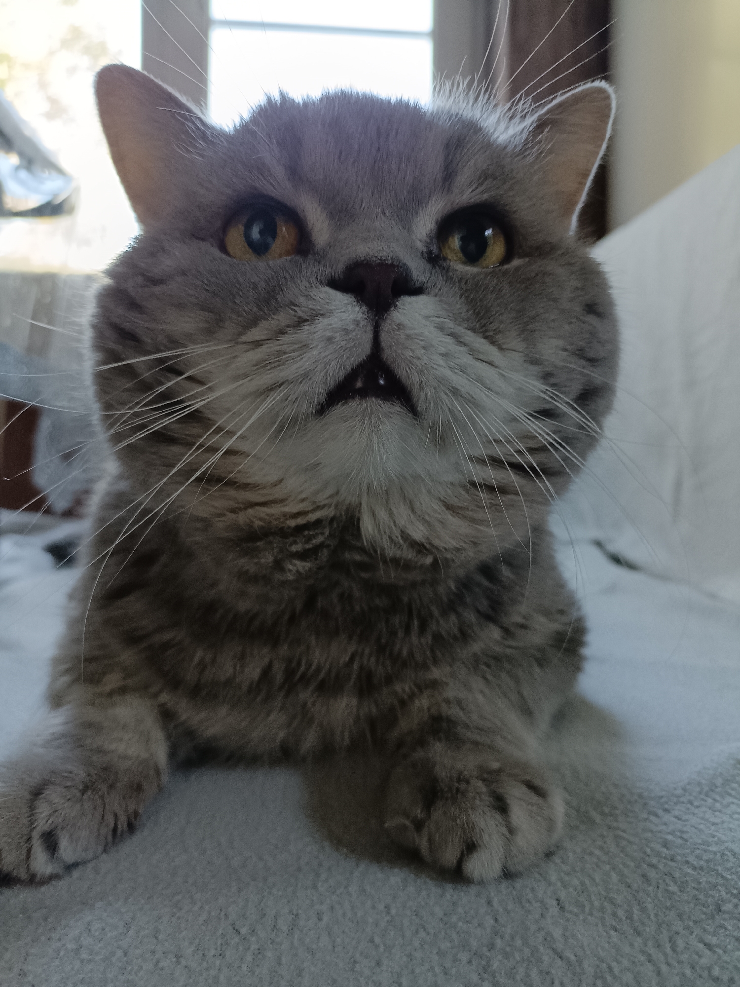 A close-up, eye-level shot shows a British Shorthair cat with gray fur and amber eyes lying on a light gray textured surface, possibly a blanket or carpet. The cat is looking directly at the camera with its mouth slightly open, revealing its tongue. Its whiskers are prominent and fanned out. In the background, out of focus, are hints of a window with natural light streaming through and a blurred white object, possibly furniture. There is no indication of the city of Bataysk, Russia, or any urban environment. The scene is a domestic indoor setting focused entirely on the cat.