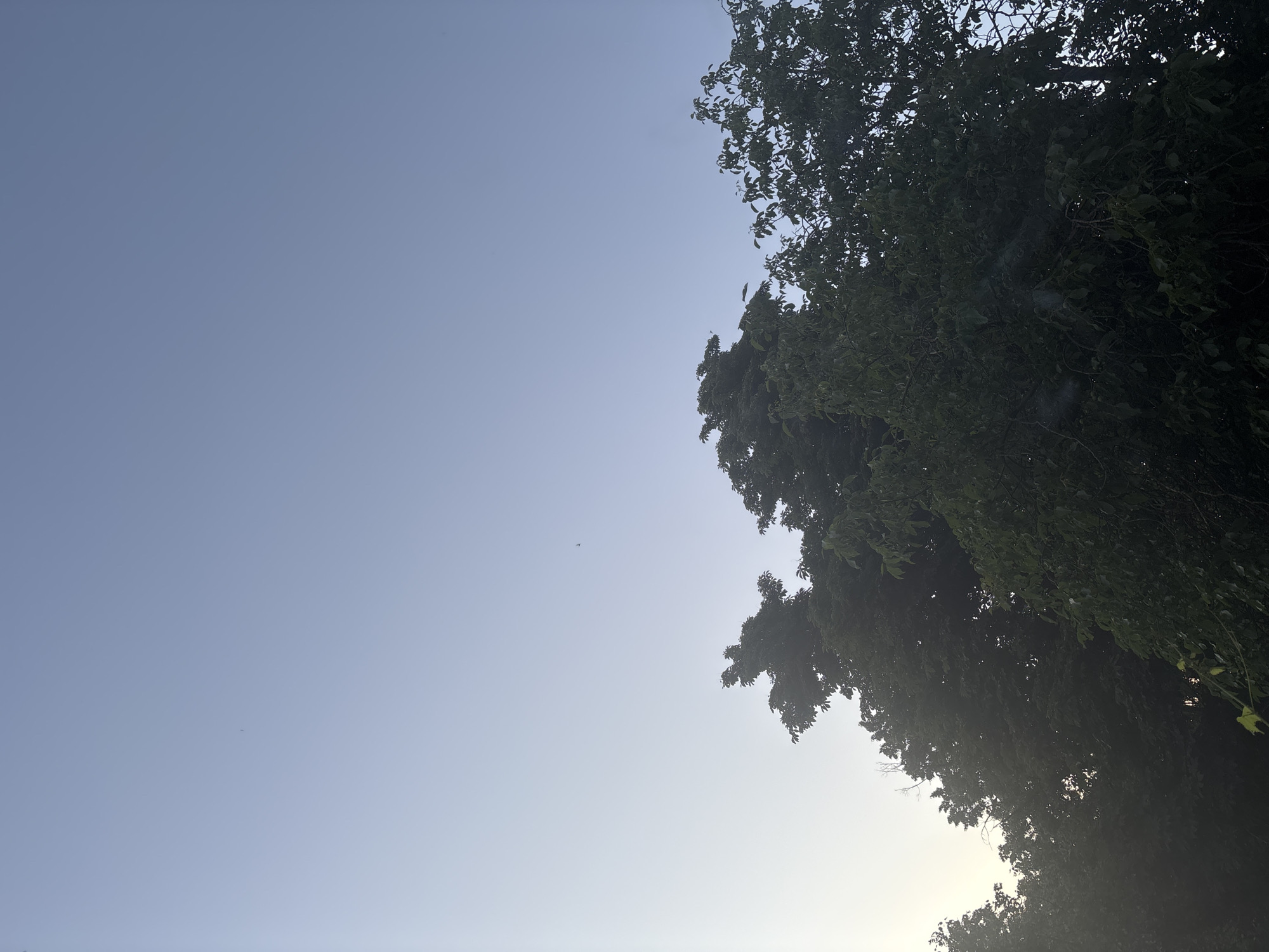The image shows a low-angle view of a clear, pale blue sky with the tops of several trees silhouetted against it. The trees are dark green and leafy, with a few bare branches visible. There is a small, dark object in the sky, which could be a bird or insect. The sun is not visible, but the sky is brightest on the left side of the image, suggesting the sun may be off-camera in that direction. The image appears to be taken outdoors in a natural setting, possibly a park or backyard. There are no people or buildings visible.