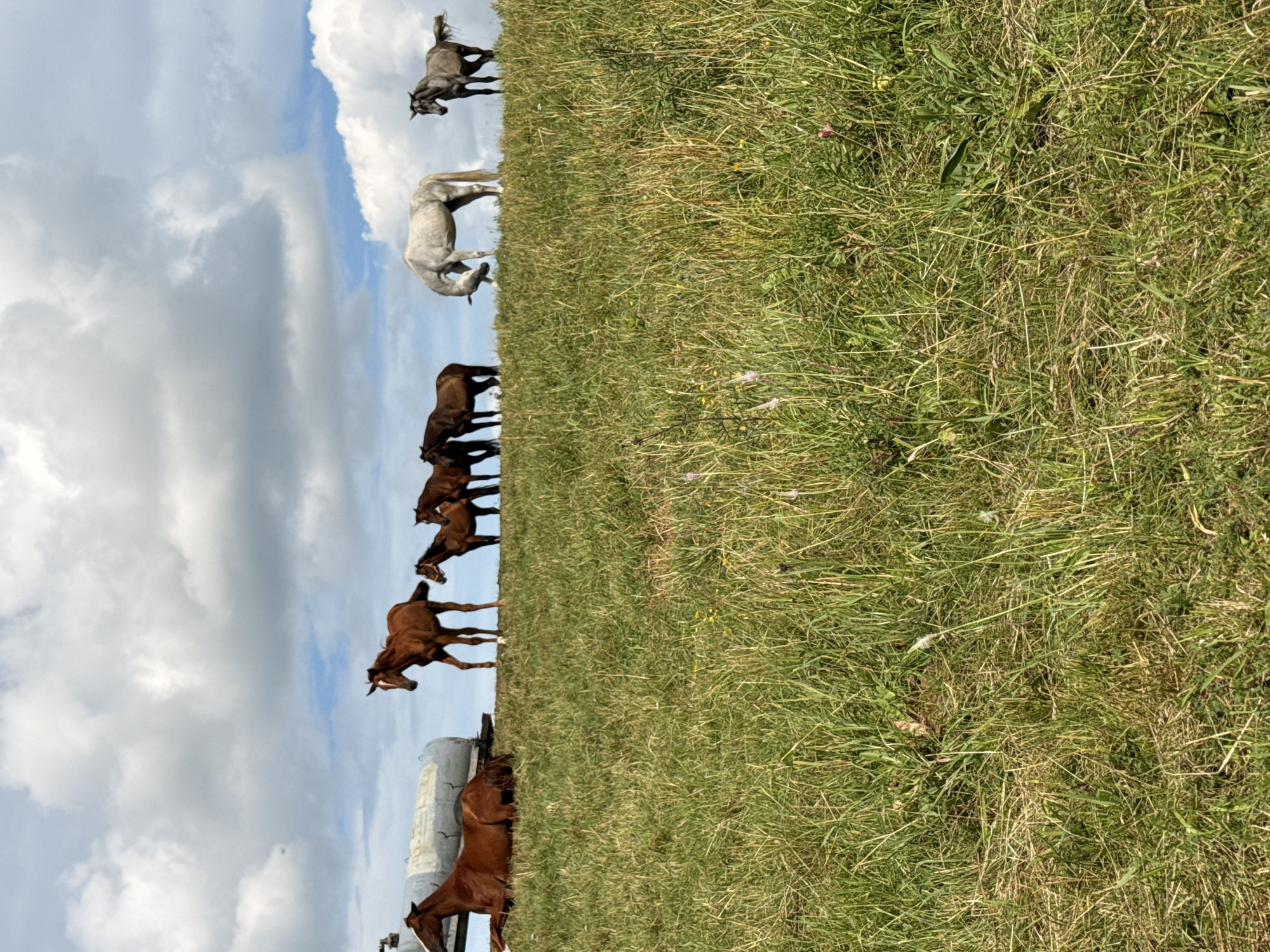 In Galinė, Lithuania, a herd of horses are gathered on a grassy hill beneath a cloudy sky. One horse is lying down in the foreground, near a large, cylindrical trailer or tank. The remaining horses are standing or grazing on the ridge of the hill. The environment is rural, with lush green grass and a few small wildflowers scattered throughout. The horses are varied in color, ranging from chestnut to grey. The sky is a mix of blue and white clouds, indicating fair weather with some cloud cover.