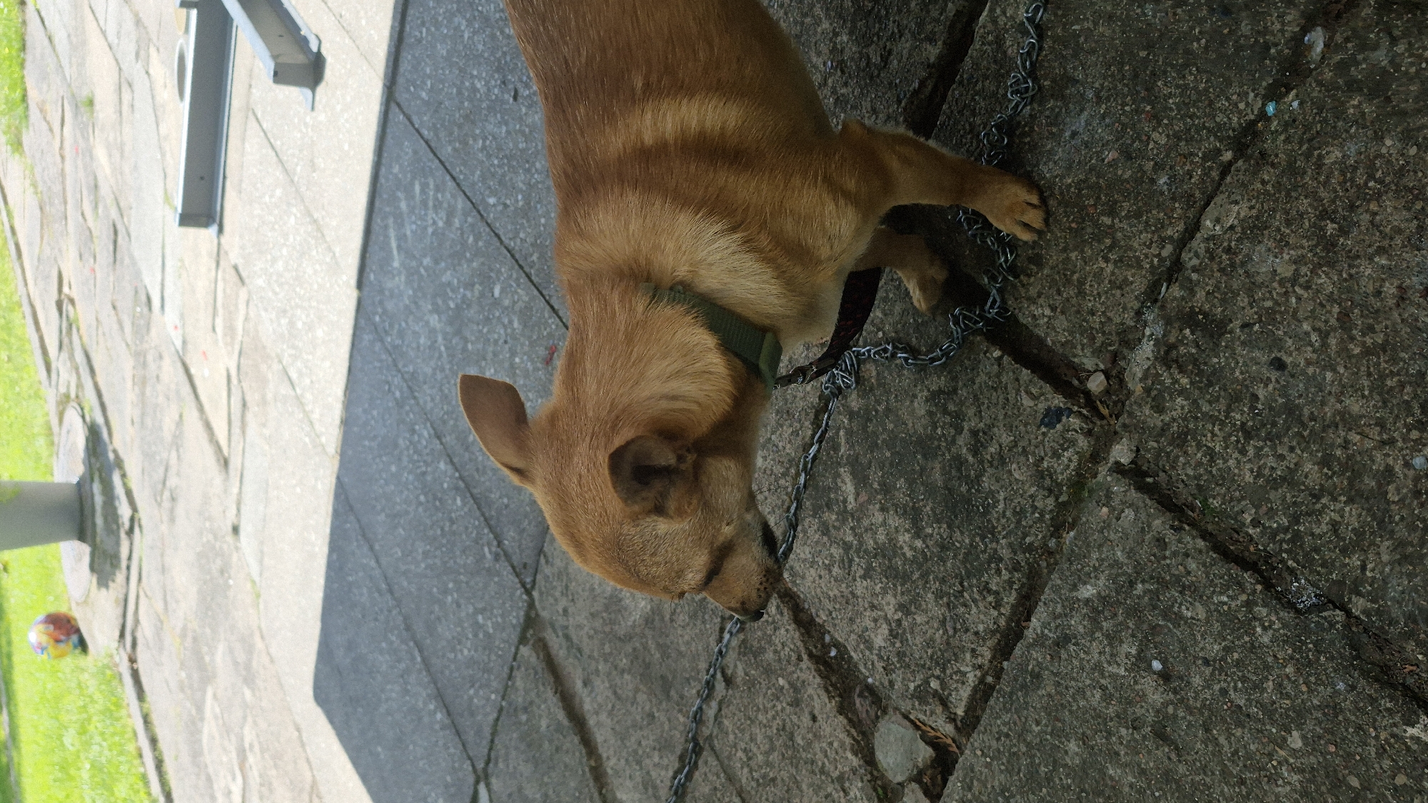 A medium shot captures a small, tan dog on a concrete patio in Švenčionys, Lithuania. The dog, facing left, is leashed with a metal chain. The patio is constructed from large, irregular concrete slabs, some of which are cracked. In the background, to the left, a patch of green grass is visible with a colorful ball resting on it, next to a grey planter. To the right, a portion of a metal structure, possibly outdoor furniture or equipment, is visible. Sunlight casts a distinct shadow from an unseen object onto the patio in the foreground.