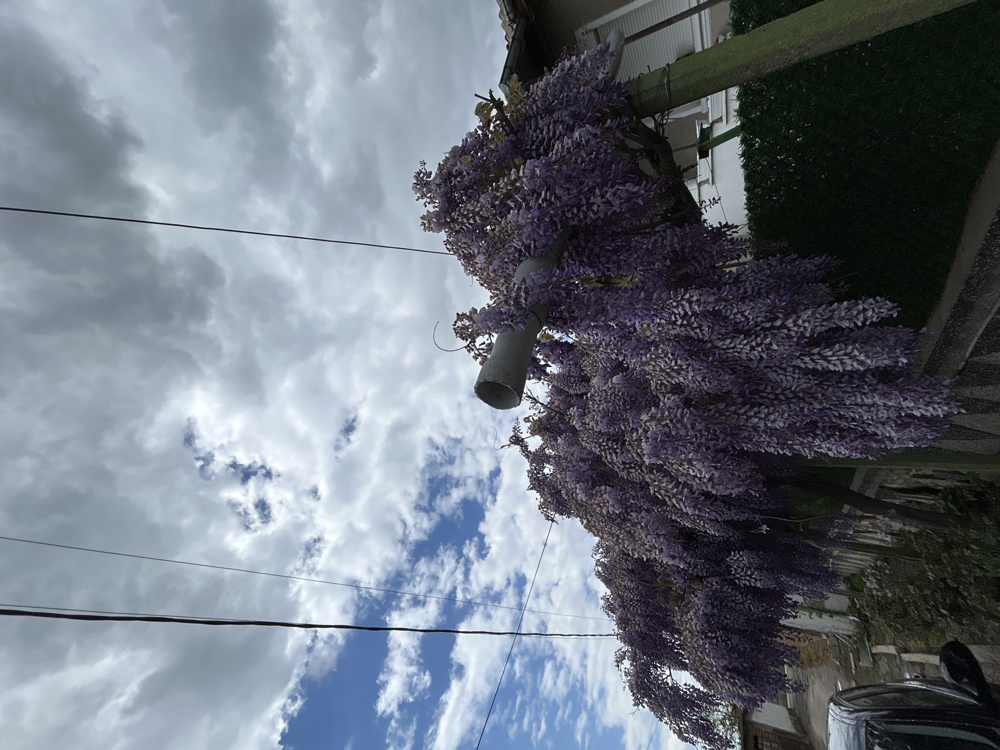 The image, taken in Tsalapitsa, Bulgaria, shows a profusion of purple wisteria cascading from a pipe attached to a building. The building appears to be residential, with a white façade and green accents. Above the wisteria, electrical wires stretch across a sky filled with swirling grey and blue clouds. Below, there is a partial view of a car and the edge of a building.