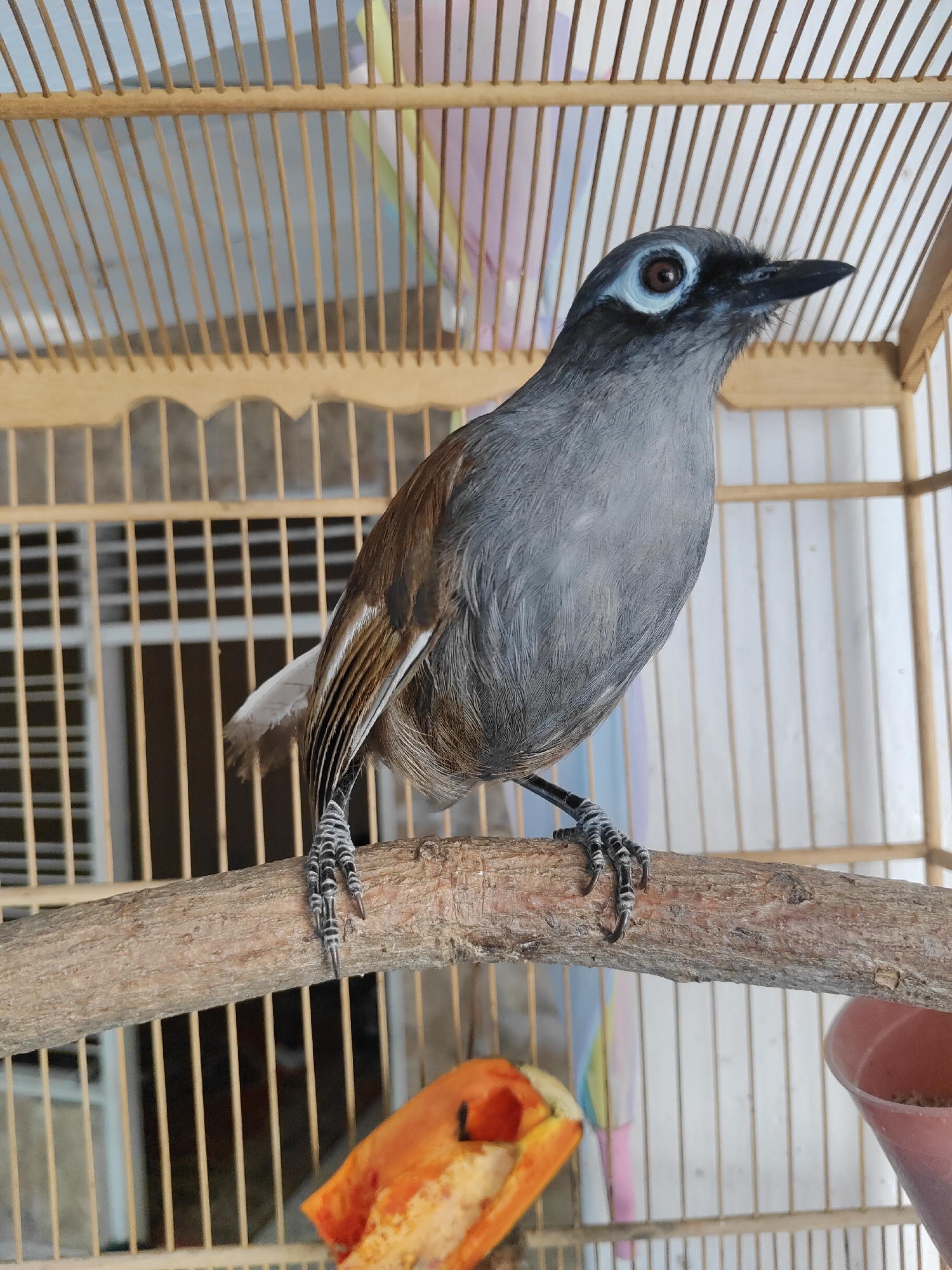 A medium shot shows a small bird perched on a wooden branch inside a cage. The bird has a grey body, dark head with a distinct blue eye ring, and a black beak. Its tail feathers are striped brown and white. The cage is made of light-colored wood and bars. In the background, out of focus, is a bright orange object, possibly food. The scene is indoors, suggesting a pet bird or a bird in an aviary. There are no people present in the image. The lighting is bright, illuminating the bird and its surroundings.