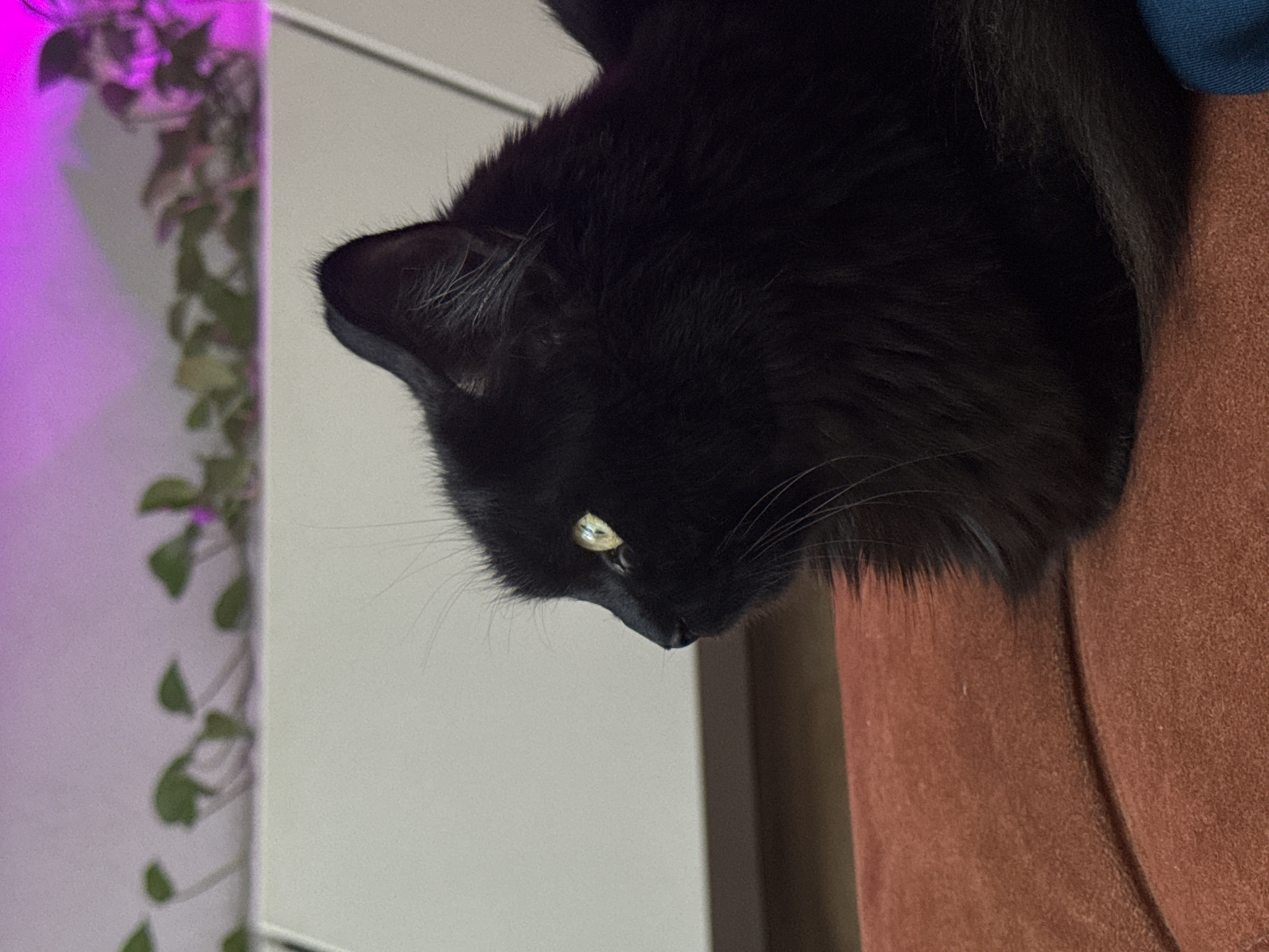 A close-up, slightly angled shot depicts a black cat perched on what appears to be a rust-colored upholstered piece, potentially furniture. The cat's head is tilted downwards, with one visible yellow-green eye. The background includes a white wall or panel, and a plant with green leaves illuminated by a purple light. There is no indication of Rostov-on-Don, Russia, or any location information available from the image.