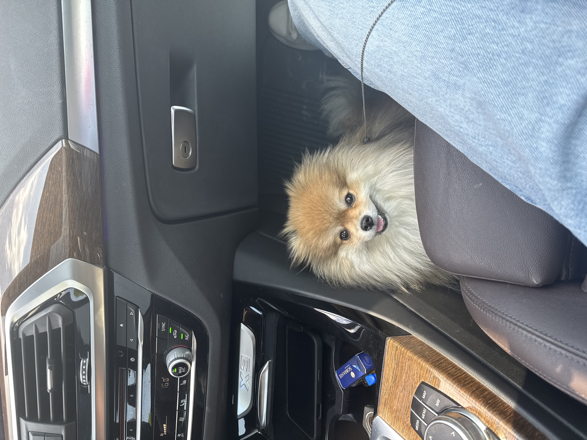 This image depicts the interior of a vehicle, specifically the passenger-side footwell and a portion of the lower dashboard and center console. A small, fluffy Pomeranian-type dog with tan and cream-colored fur is positioned in the footwell, facing the camera with an open-mouthed expression, revealing its teeth. A thin, dark chain, likely a leash, extends from the dog's neck area. To the right of the dog, the lower portion of a human leg is visible, clad in light blue denim jeans and a light-colored sneaker. The dark brown leather upholstery of the passenger seat is partially visible on the lower left of the frame.
The vehicle's dashboard is dark-colored with silver and wood-grain trim. Visible features include air vents and a climate control panel displaying '16.0°' and illuminated 'SYNC' and 'A/C' indicators. A silver 'X3' emblem is present on the center console, identifying the vehicle as a BMW X3. A dark-colored smartphone in a case rests in a console cubby. Next to it, a blue and white Sobranie cigarette pack and a blue lighter are positioned in a cup holder. The glove compartment latch, a silver rectangular mechanism, is visible above the dog. The vehicle's floor is covered with a dark, ribbed floor mat. No identifying visual elements within the image indicate a specific city or geographical location, including Sofia, Bulgaria.