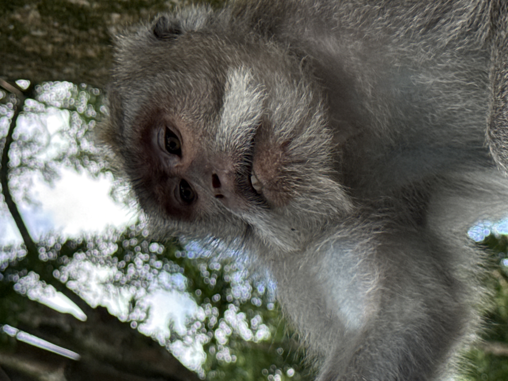 A close-up, low-angle shot captures the face of a monkey in the Monkey Forest of Ubud District, Indonesia. The monkey has grey fur, dark eyes, and a prominent white beard. Its mouth is slightly open, revealing its teeth. The background is blurred, with out-of-focus foliage and tree branches suggesting a natural, wooded environment. The lighting is soft, with some dappled light filtering through the trees.