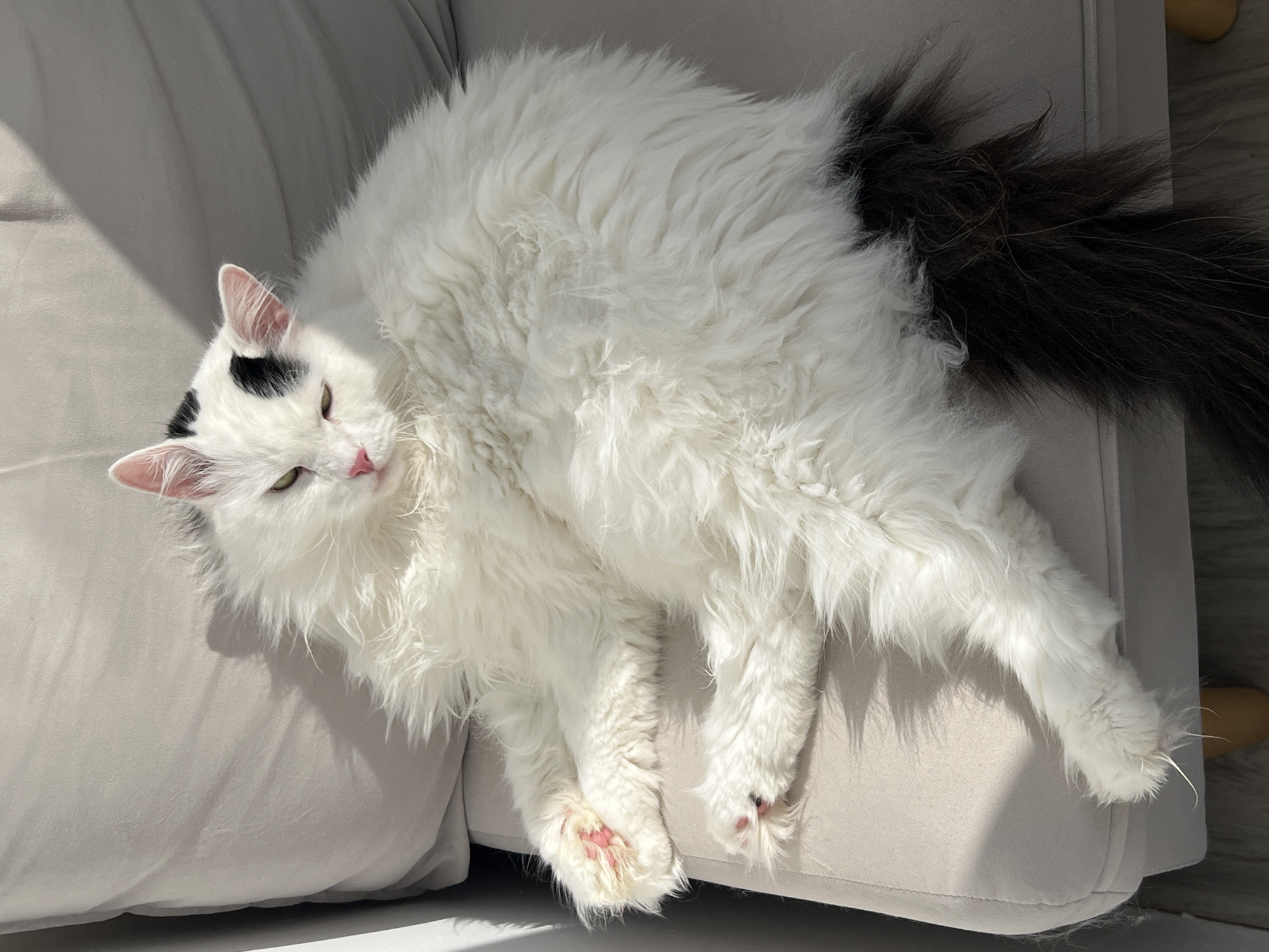 A medium shot captures a white, fluffy cat with a black tail sprawled on a beige sofa. The cat has a black patch on its head and pink paw pads. The setting appears to be indoors, potentially a domestic living room. No other people, subjects, objects, actions, interactions, or environmental details associated with the city of Vnukovo, Russia, are visible in the image.
