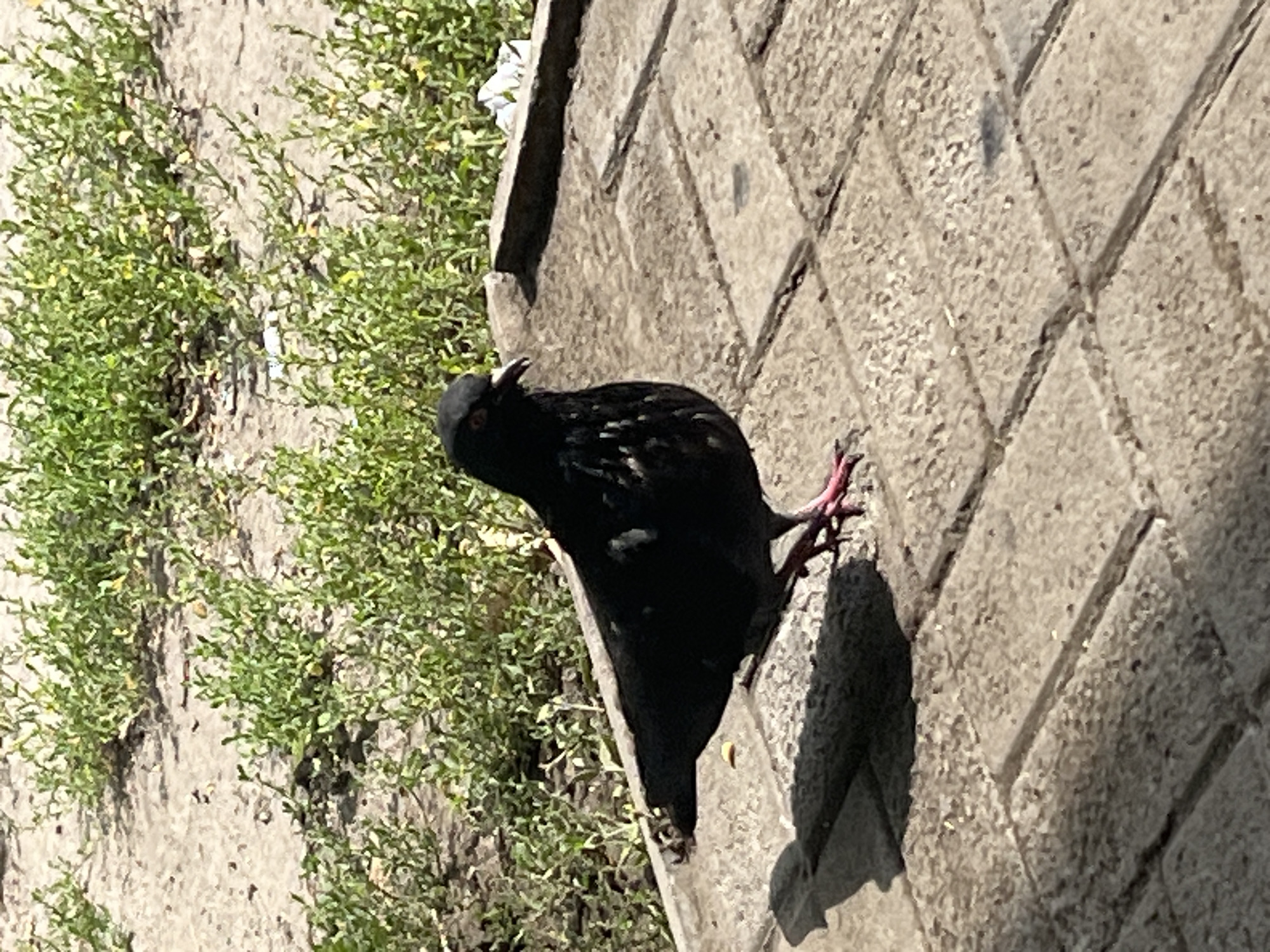 A solitary black pigeon stands on a paved pathway composed of rectangular gray stones. The pigeon is facing to the left and its pink legs and feet are visible. The ground behind the pigeon is a mixture of dry soil and sparse green vegetation. A shadow of the pigeon is cast on the pavement to its left. In the upper right corner, a crumpled white object, possibly paper or plastic, is visible amongst the greenery. The scene appears to be outdoors, likely in a public area within the city of Dnipro, Ukraine, given the context. The lighting suggests it is daytime with sunlight creating distinct shadows.