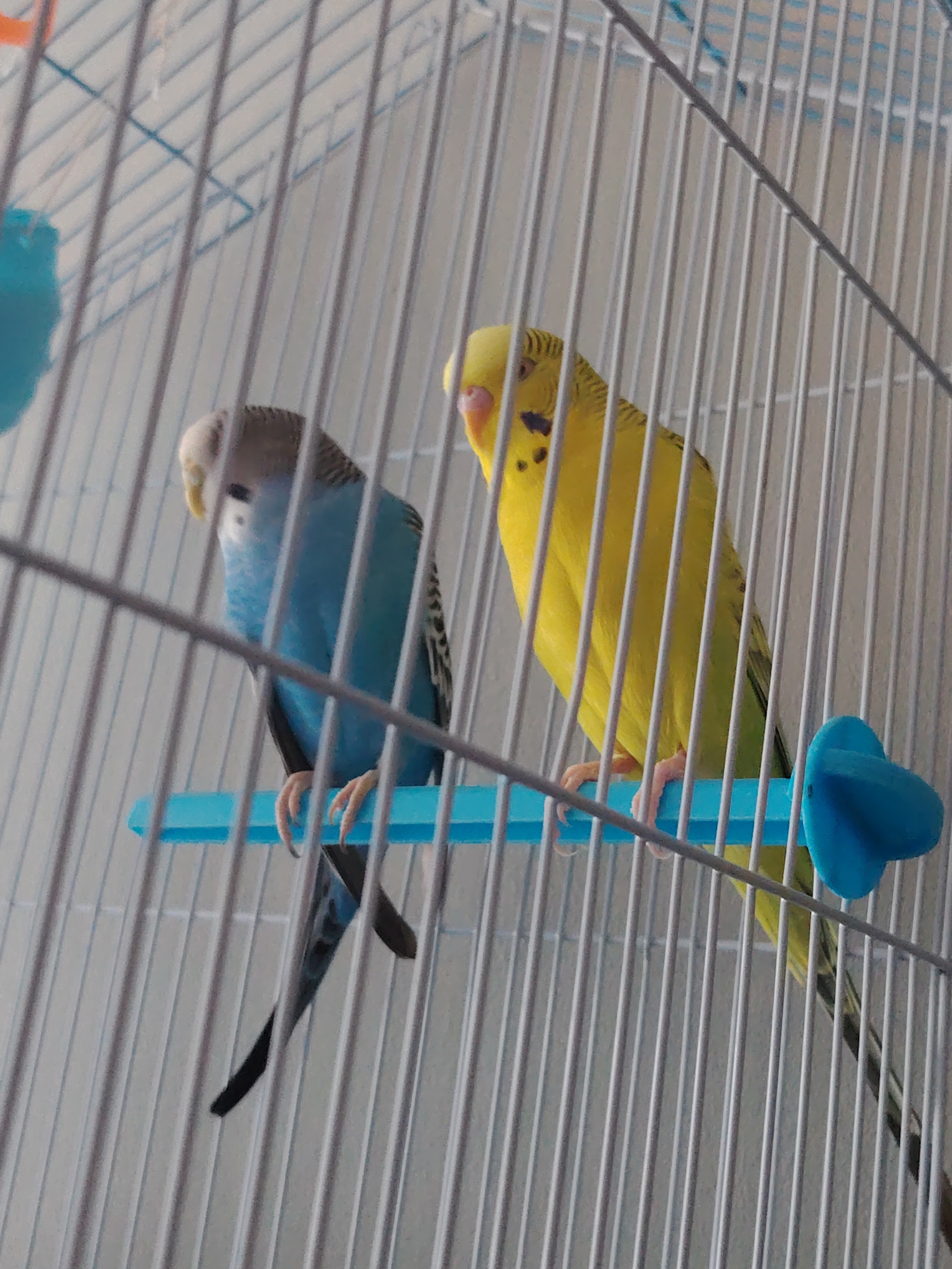 Two budgerigars are perched inside a white metal cage. The budgerigar on the left is primarily blue and grey, while the budgerigar on the right is bright yellow. Both birds are facing towards the left side of the frame. They are standing on a horizontal blue perch that extends across the cage. A blue plastic toy with a heart-shaped end is attached to the right side of the perch. The background of the cage is out of focus, showing the continuation of the cage bars and a hint of a light-colored wall or surface. There is no indication of the location within the city of Rostov-on-Don, Russia.