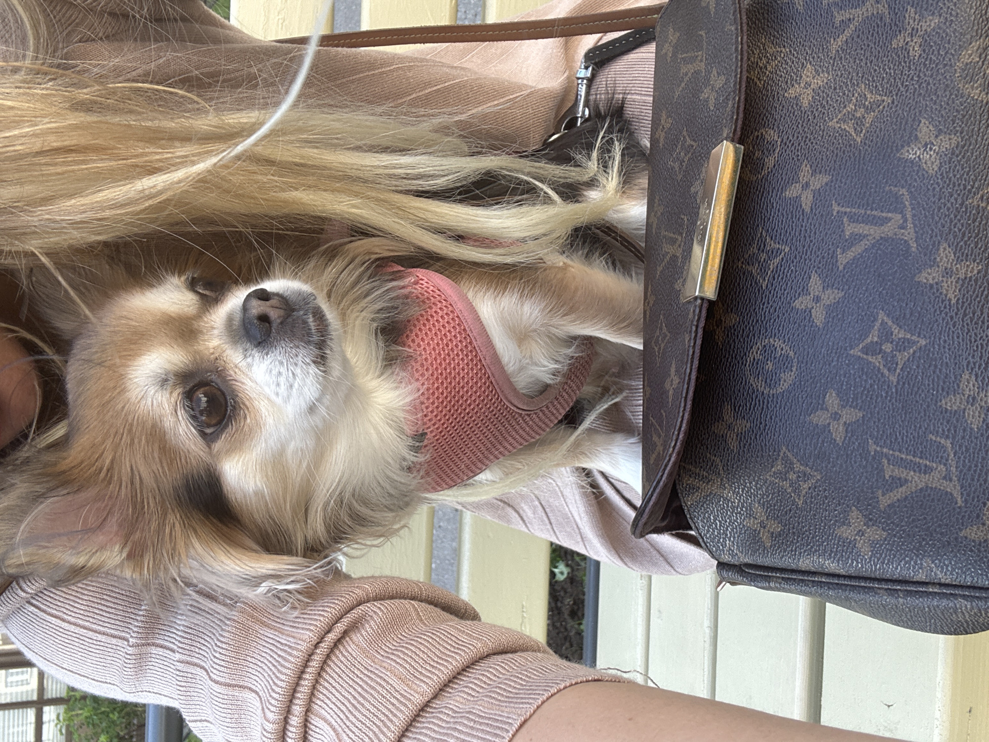 The image, captured in Saint Petersburg, Russia, presents a close-up, high-angle view focused on a small, long-haired dog, a person, and a designer handbag in an outdoor setting.
The central subject is a small dog, resembling a Chihuahua, with light brown, blonde, and white fur. It has soulful brown eyes and a dark nose, looking directly upwards with an alert and curious expression. The dog is wearing a bright pink mesh harness. Its long, fluffy fur partially obscures other elements in the scene.
Portions of a person are visible: long, flowing blonde hair cascades across the upper part of the frame, blending with the dog's fur. A person's arm, dressed in a light beige or peach-colored ribbed long-sleeve top, is visible on the lower left, gently supporting or holding the dog.
To the right, a dark brown Louis Vuitton monogram handbag is prominently featured. The bag's textured canvas clearly displays the iconic "LV" logo and floral patterns. A sleek, metallic gold-colored clasp secures the front flap.
The background suggests an outdoor location, possibly a patio or cafe, with a blurred light yellow or cream-colored structure and faint hints of green foliage. The lighting indicates it is daytime, with good illumination. The dog appears calm and observant. The only visible text consists of the Louis Vuitton monogram on the handbag.