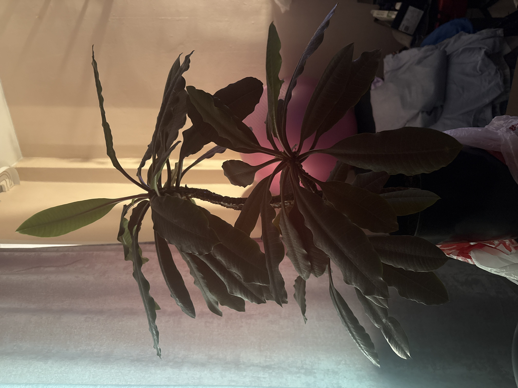 The image shows a potted plant indoors, possibly in Sverdlovskiy, Russia. The plant has dark green leaves with wavy edges and is positioned in front of a light-colored curtain on the left and a peach-colored wall on the right. The lighting suggests it is daytime, with light filtering through the curtain and casting shadows. Behind the plant, a large pink exercise ball is visible, along with piles of blankets and some storage containers, indicating a cluttered indoor environment. The plant is in a dark pot, with some white and red plastic material visible at its base.