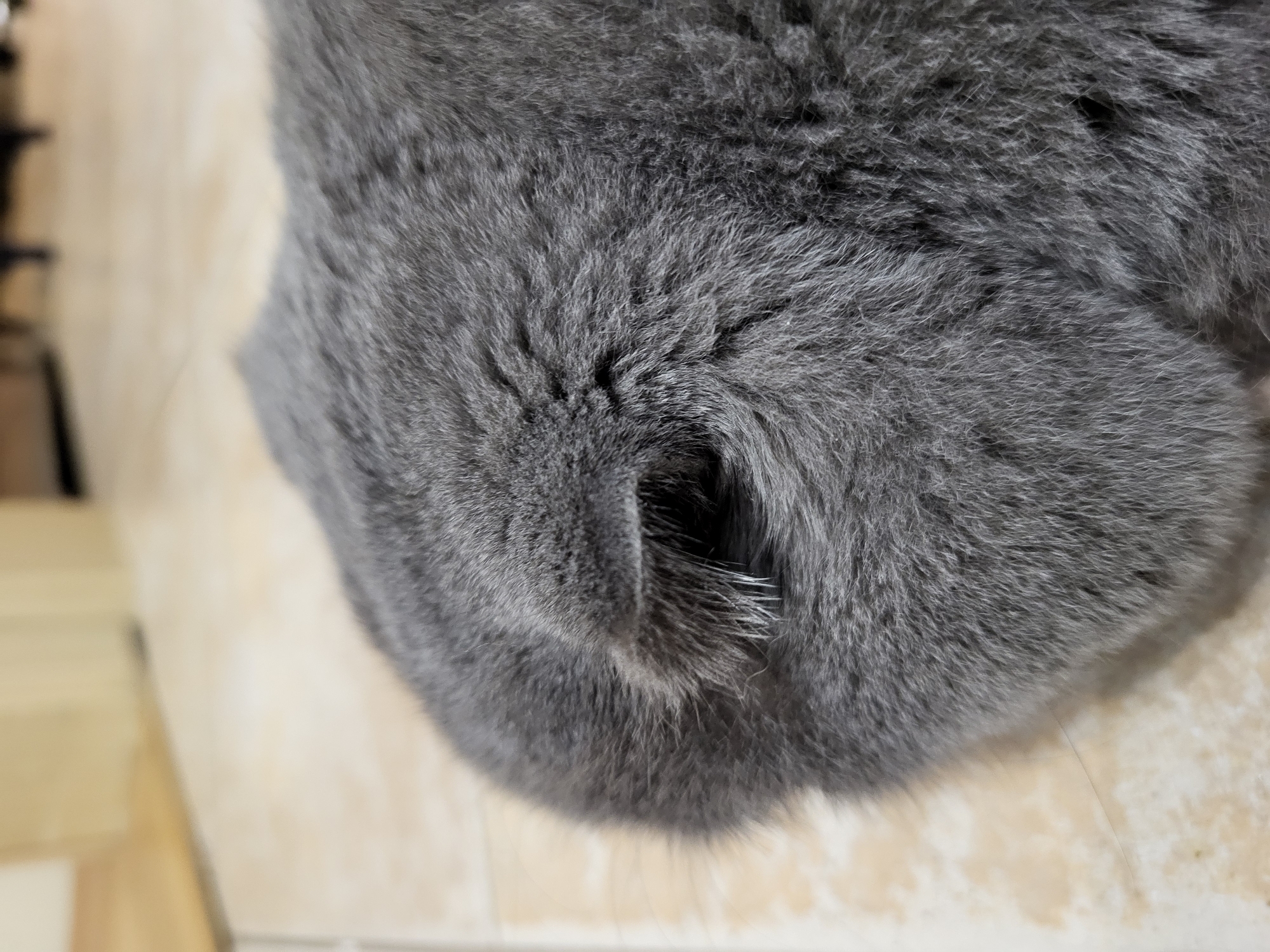 The image is a close-up, slightly blurry, indoor shot of the back of a gray cat's head and body, with its tail curled around its body. The cat is lying on a tiled floor. The background is out of focus, showing a lighter-colored floor and some indistinct furniture or objects. The focus is on the texture and color of the cat's fur.