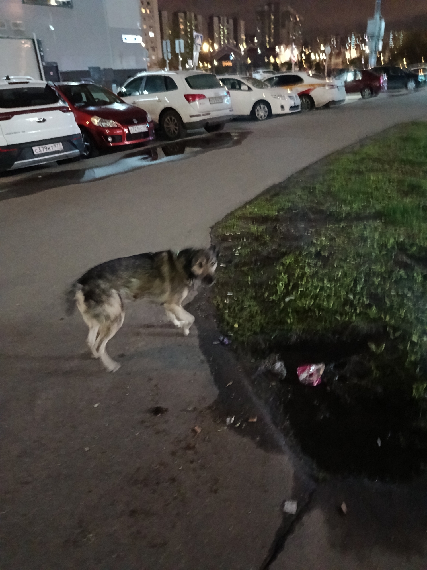 The image depicts a nighttime urban scene, likely in Moscow, Russia, given the visible license plate codes. In the foreground, a medium-sized, shaggy-haired dog with mottled brown and grey fur walks on a wet asphalt sidewalk, moving from left to right. The dog appears somewhat disheveled, suggesting it might be a stray or outdoor animal.
To the right of the sidewalk is a narrow strip of dark green grass, also appearing damp, with several puddles and some litter, including a bright pink/red wrapper. The ground throughout the visible area is wet, indicating recent rain.
In the background, a street is lined with parked cars. Prominently visible are a white car (possibly a Kia) on the far left, displaying the Russian license plate "C379KT 977", and a red car next to it with the license plate "X725CM 77". Further down the street, various other vehicles are parked, including a white SUV and several sedans, one of which appears to be a taxi with a yellow and white stripe. Tall, multi-story apartment buildings with numerous illuminated windows rise in the distant background, along with blurred streetlights, reinforcing the nighttime setting. The overall atmosphere is that of a quiet urban evening after rain.