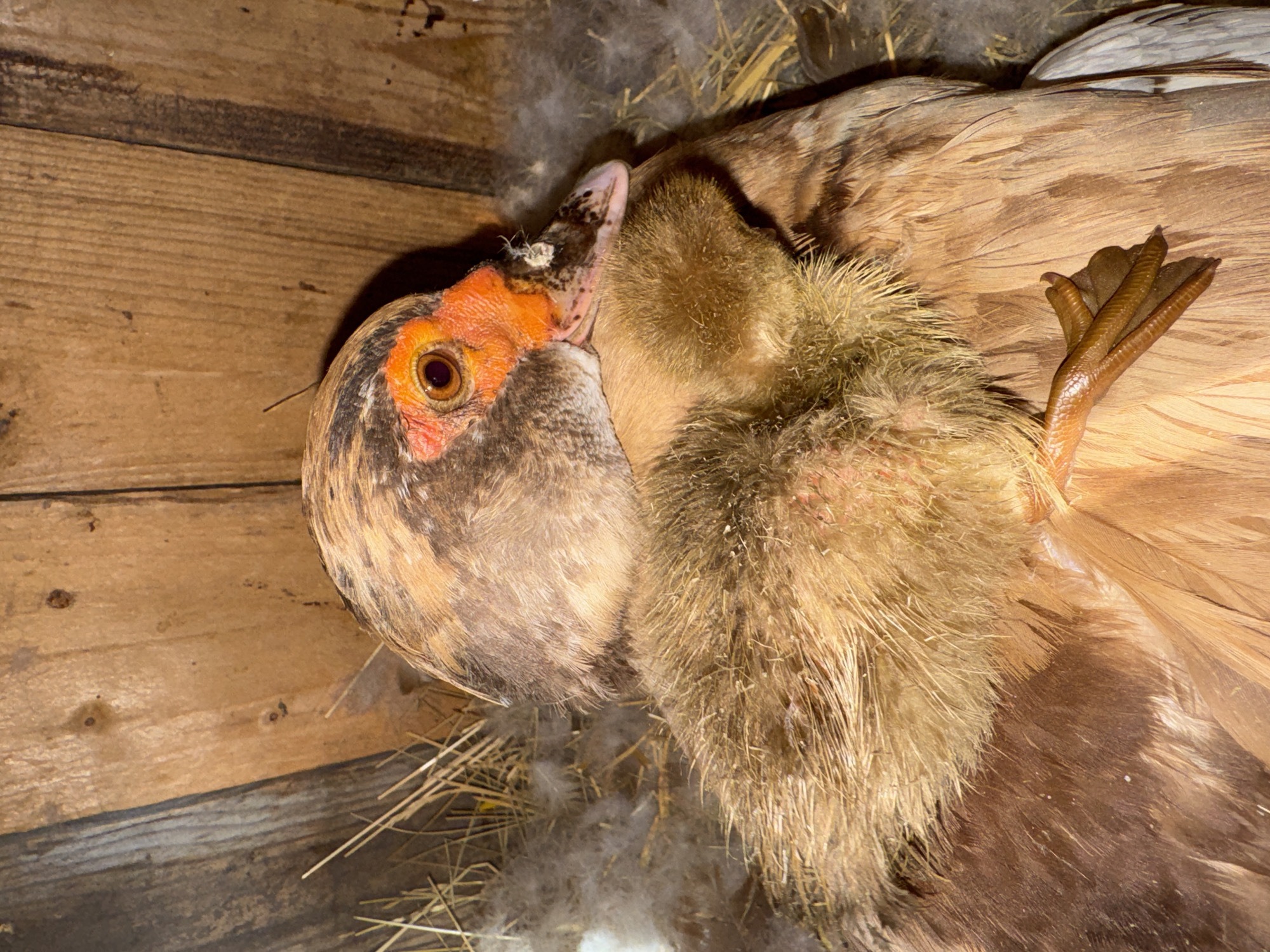 A close-up, eye-level shot captures a mother duck and her chick nestled in a dimly lit wooden coop. The mother duck, with striking orange facial markings and dark eyes, shelters her fluffy, light brown chick. The coop's rough wooden walls and straw bedding create a rustic environment. The scene, located in Shcherbanka, Ukraine, conveys a sense of warmth and maternal care.