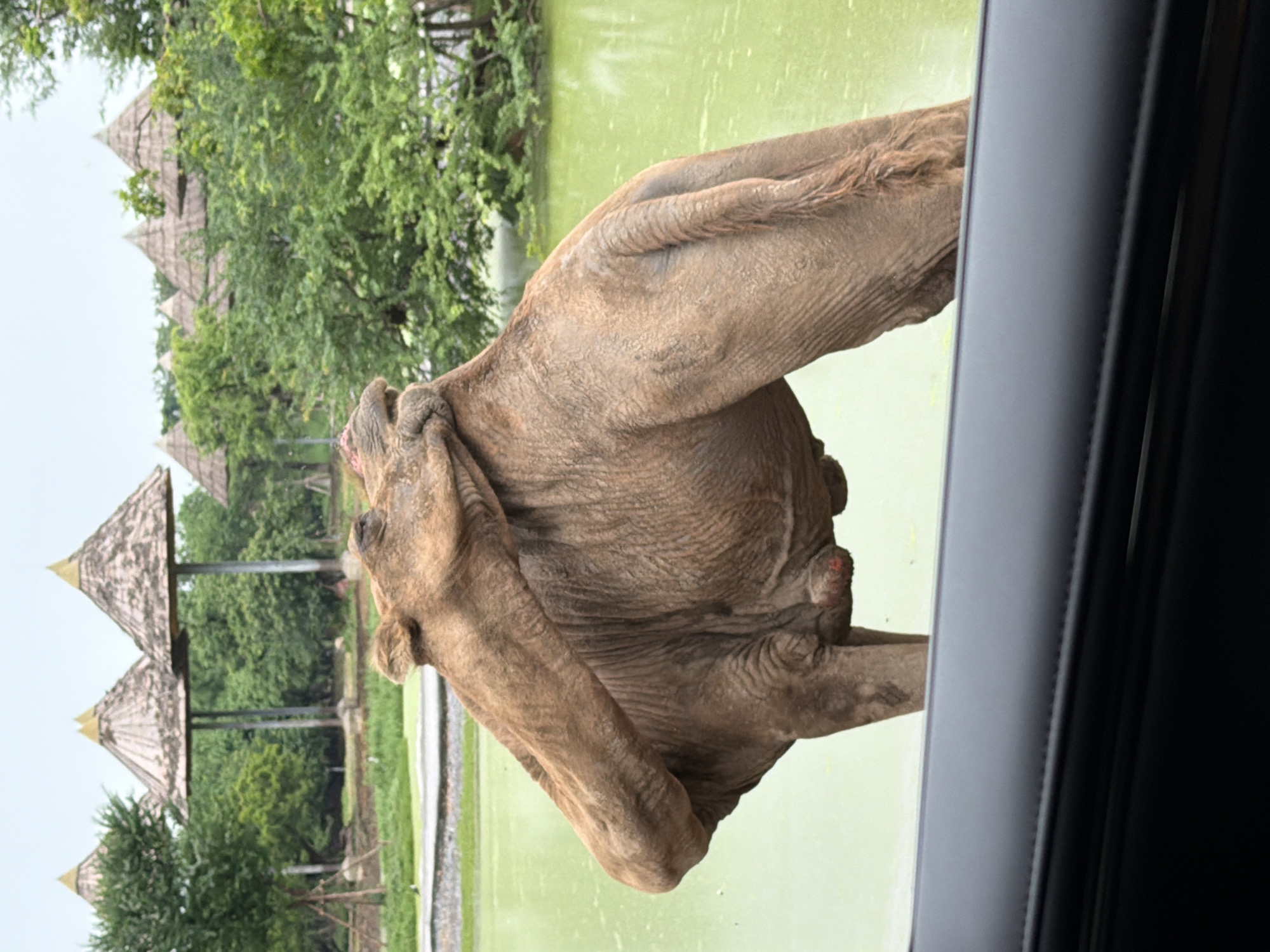 A male camel is seen from the side, with its head turned to its left and mouth touching its neck in an apparent grooming or playful action. The camel is standing in murky green water, which appears to be a pond or shallow pool. In the background, there are trees and thatched-roof structures that resemble huts or shelters, some of which are elevated on stilts. A car door is visible in the foreground, suggesting the photo was taken from inside a vehicle. The sky is overcast. The scene is likely from a zoo or wildlife park. This image was taken on December 26, 2022, at The Oasis, a camel sanctuary located in Bangkok, Thailand.