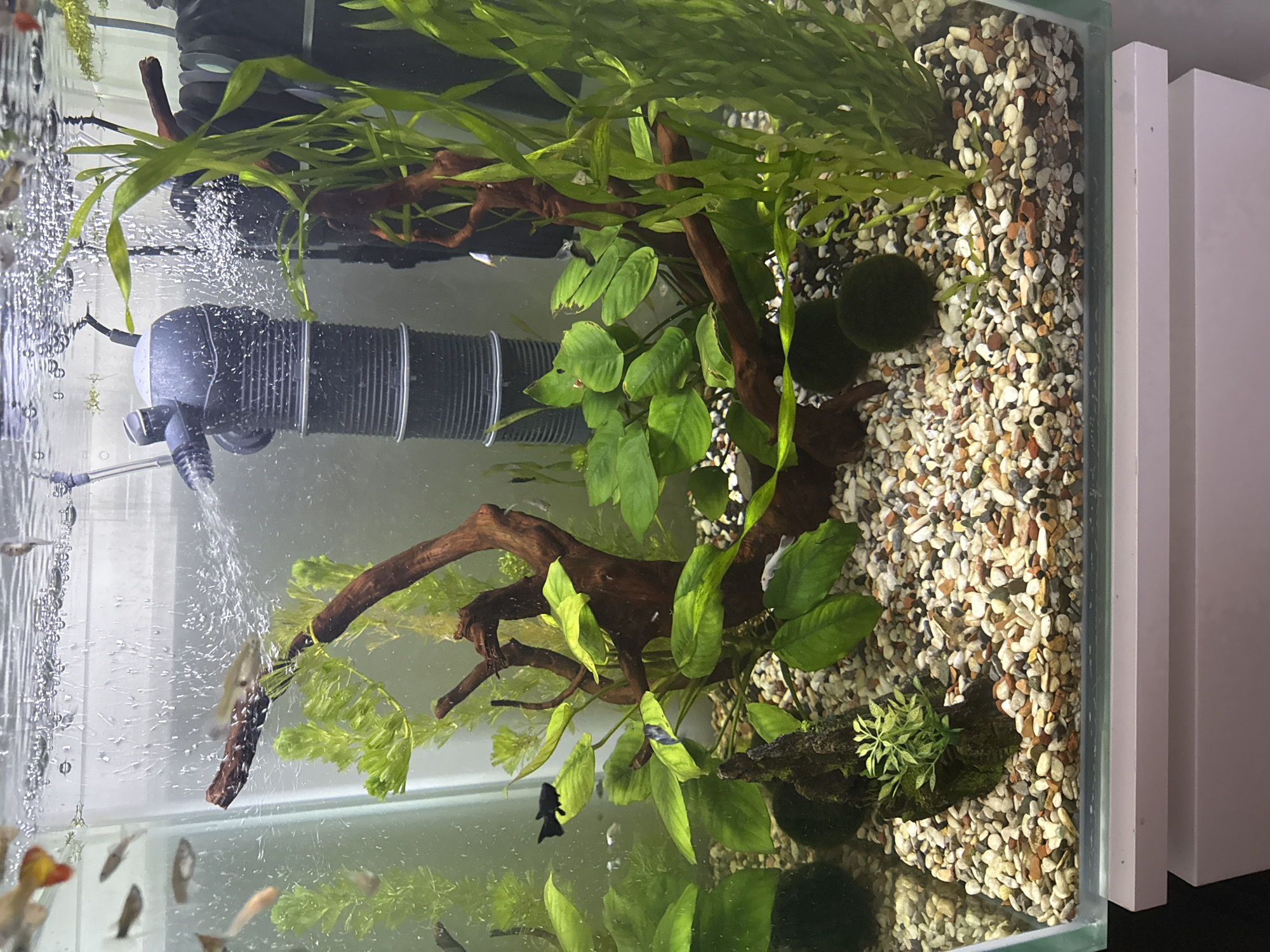 This image displays a vibrant freshwater aquarium, likely in a home setting in Krasnoyarsk, Russia. The aquarium is viewed from the front, showcasing a diverse aquascape and its inhabitants.
The bottom of the tank is covered with a substrate of multi-toned gravel, composed of smooth, rounded pebbles in shades of white, cream, light brown, and reddish-brown. Several pieces of dark brown, branched driftwood are prominent, forming the central hardscape and providing anchor points for aquatic plants.
The tank is densely planted with various live aquatic plants. Tall, bright green, strap-like plants create a lush background. Broader-leafed, darker green plants, possibly Anubias species, are attached to the driftwood. A bushier, finer-leafed plant is visible on the left side, entwined with another piece of wood. Two dark green, spherical Marimo moss balls rest on the gravel on the right side, near a small, compact cluster of green plants in the front right.
On the left side of the tank, a black internal power filter is actively aerating the water, expelling a stream of air bubbles and water, creating visible turbulence. Numerous small, active fish, predominantly light-colored, populate the tank. Many appear to be Guppies or similar livebearers, exhibiting various fin shapes and subtle colorations, including one with an orange and red tail in the lower left and a distinct black fish near the center. The fish are swimming freely amongst the plants and bubbles.
Outside the tank, on the far right, a white, vertical panel or cabinet structure is visible. The water appears clear, and the overall impression is of a well-maintained and thriving aquatic ecosystem. No visible text is present in the image.