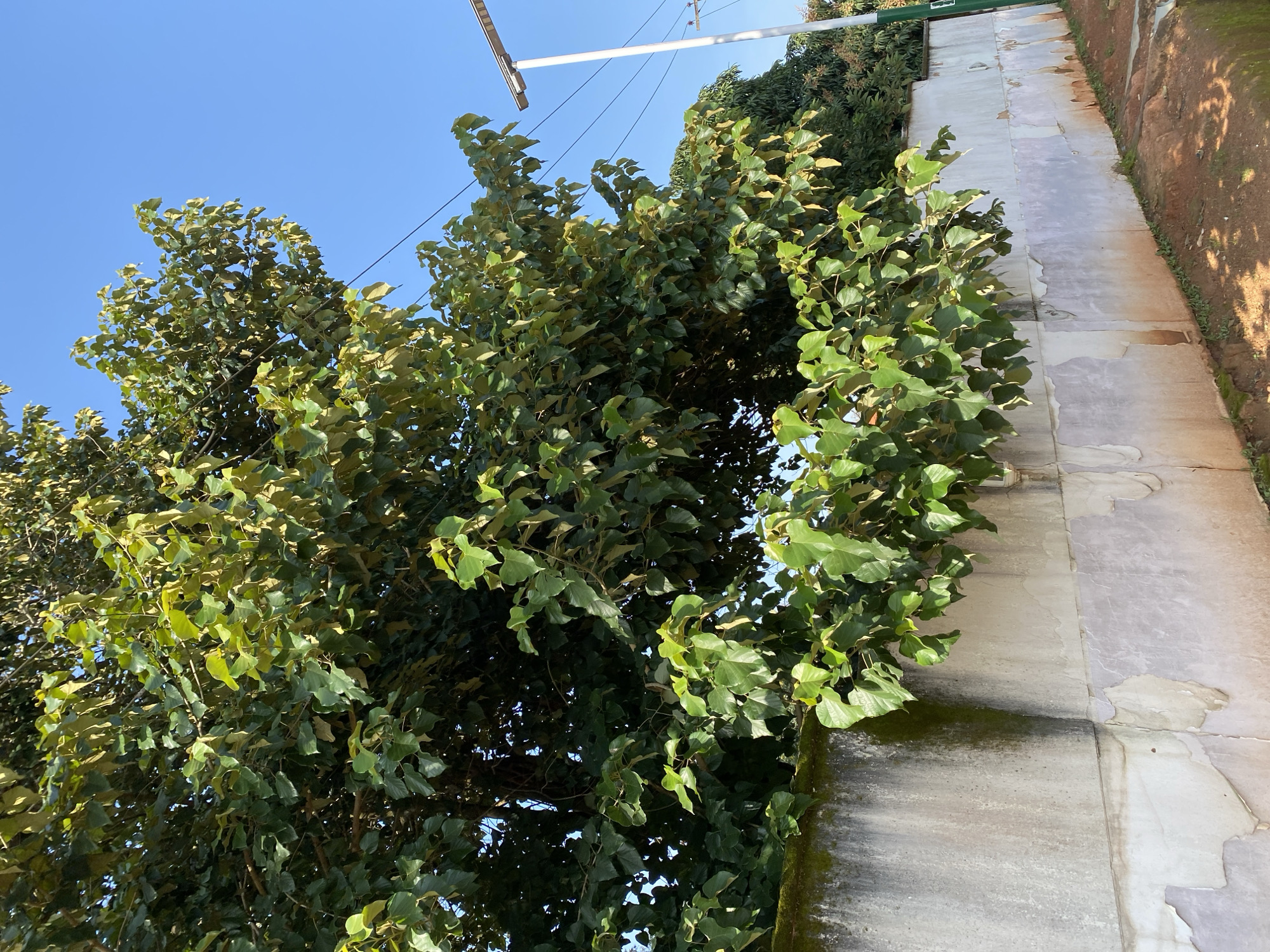 The image captures a view of a wall in Gura Top, Nigeria, under a clear blue sky. A large tree with abundant green foliage extends over the wall from the left side of the frame. The wall itself is constructed of concrete blocks and appears aged, with patches of moss and discoloration, particularly on the upper section. The lower portion of the wall exhibits peeling paint and a rough texture. To the right, a white lamppost with a solar panel is visible, along with power lines stretching across the sky. In the background, more trees and vegetation can be seen. The ground in front of the wall is a mix of reddish soil and some sparse green growth.