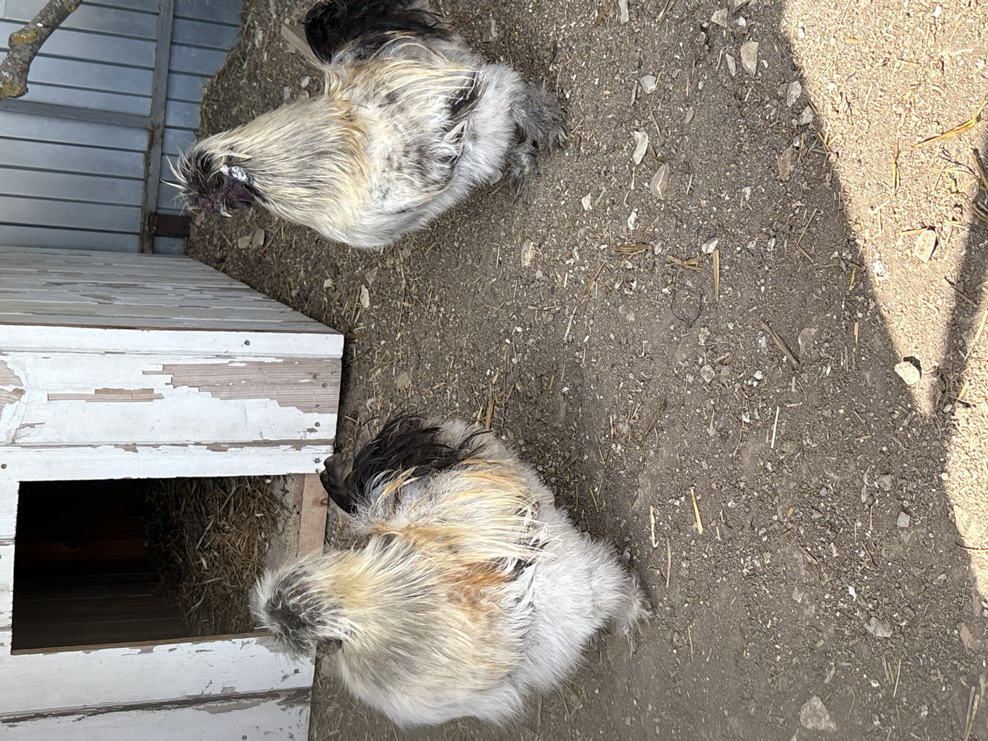 An outdoor, high-angle shot captures two fluffy chickens on a dirt ground in Gay-Kodzor, Russia, under bright daylight. The chickens, possibly Silkie or Bantam breeds, feature distinctive light-colored plumage with shades of cream, grey, and black, along with some reddish-brown patches. Their dense, soft feathers give them a characteristic rounded appearance.
One chicken is positioned closer to a weathered white wooden structure, which appears to be a small chicken coop or nesting box with a dark, rectangular opening filled with straw. The chicken is oriented towards this structure, possibly contemplating entering it. The second chicken is further away, higher in the frame, also standing on the dirt.
The ground is composed of dry, light brown soil mixed with small stones and scattered pieces of straw or dry grass. Strong sunlight casts distinct shadows, indicating a clear, sunny day, likely mid-morning or afternoon. In the background, a corrugated metal fence or wall is visible, suggesting an enclosed pen or a side of a building. The overall scene depicts a typical rural or backyard setting for poultry. There is no visible text in the image.