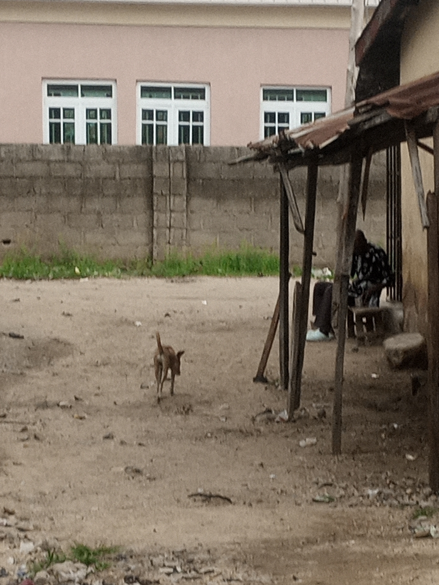 A tan dog stands facing away from the camera in a dirt yard. Behind the dog is a gray brick wall. To the right of the wall, a corrugated metal roof covers a wooden structure. Under the roof, a person sits on a stool, partially obscured by a vertical wooden post. In the background, a light pink building has three white-framed windows. The ground is covered in dirt and scattered debris.