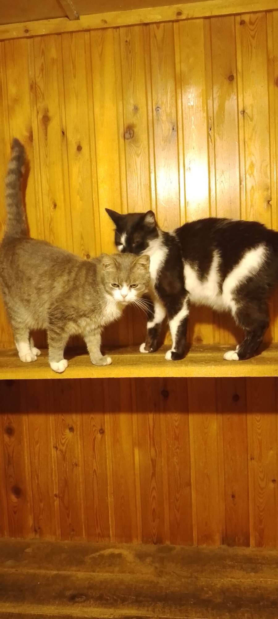 Two domestic cats are positioned on a wooden shelf against a wood-paneled wall. A tabby cat stands on the left, facing the viewer with its head turned slightly to the right. A black and white cat is on the right, facing away from the viewer and looking down towards the tabby cat. The shelf is narrow and appears to be constructed from unfinished wood. The wall behind is made of vertical wooden planks, some of which have visible knots. The lighting suggests an indoor environment, possibly a room or a storage area. There is no indication of the city of Belgorod, Russia, or any specific location details in the image itself.