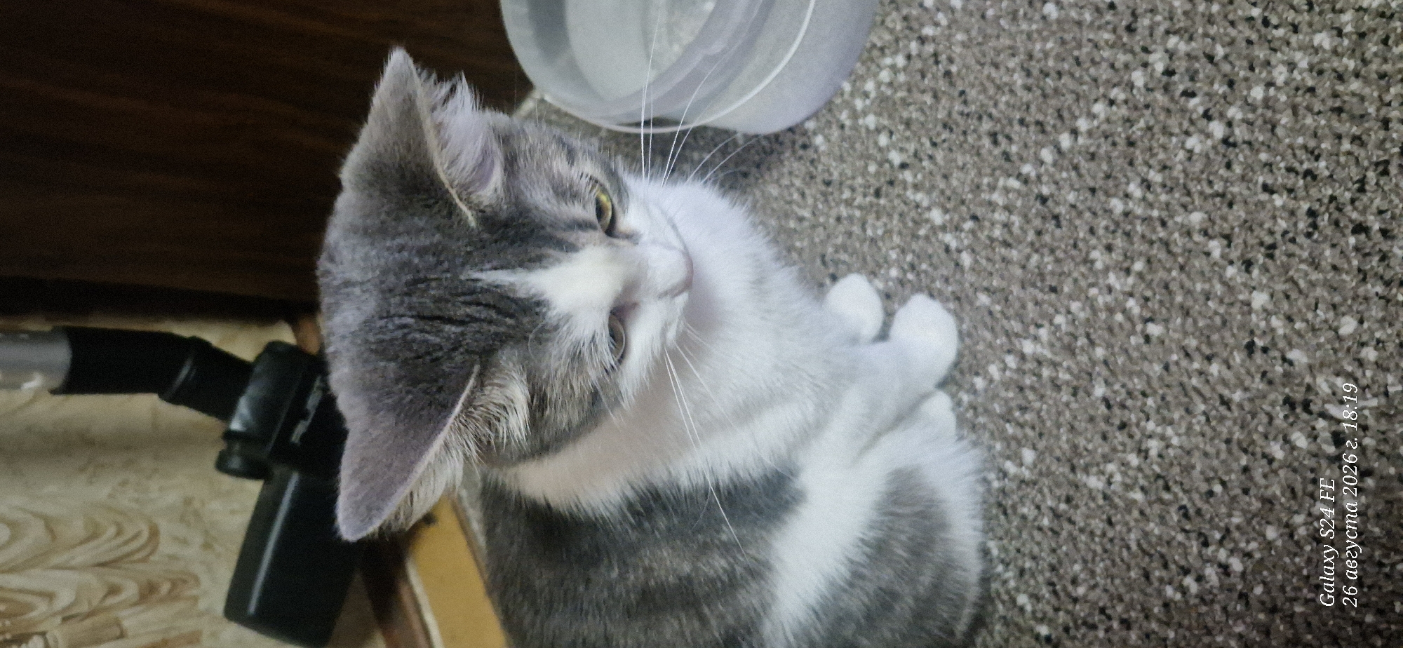 A domestic cat with grey and white tabby markings is sitting on a carpeted floor. The cat is looking downwards with its head tilted slightly to the right. To the left of the cat, a portion of a vacuum cleaner is visible, with its nozzle and handle showing. In the background, a wooden cabinet and a section of patterned wallpaper can be seen. To the right of the cat, a clear plastic container is partially visible. A timestamp in the lower left corner of the image indicates "Galaxy S24 FE 26 августа 2026 г. 18:19", suggesting the photo was taken on August 26, 2026, at 6:19 PM. The location "Kuznetsk, Russia" is mentioned in the prompt but is not visually present in the image itself.