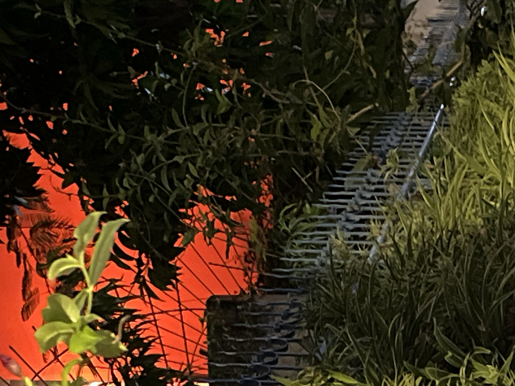 This media file captures a close-up view of dense green foliage and a metal grate structure, set against a vibrant orange background. The orange area appears to be illuminated from behind, possibly a light source or a painted surface, with dark, leafy branches and fronds silhouetted against it, creating a dramatic contrast. Some of the leaves show small, bright orange or red highlights, suggesting they are catching the light.
To the right of the image, tall, green grasses or reeds are densely packed, with some stalks bending and overlapping. Interspersed within this vegetation are sections of a gray, metallic grate or mesh. This grate has a regular, linear pattern of openings and appears to be part of a larger structure, perhaps a staircase, walkway, or ventilation system. A thin, silvery object, possibly a metal rod or pole, is propped against the grate in the lower right quadrant.
In the lower left, a small, leafy green plant with lighter green new growth is prominently featured, extending upwards into the frame and partially obscuring the orange background. Tiny, delicate purple buds can be seen on a stem near the bottom left corner.
The lighting suggests it might be nighttime or a dimly lit interior space, with the orange glow providing the primary illumination and creating a somewhat surreal or atmospheric effect. The overall scene is rich in texture and color, with a focus on natural elements intertwined with man-made structures. There is no visible text in the image. The setting, with its lush vegetation and metallic elements, could be an outdoor garden, a public space with decorative landscaping, or a unique architectural feature in Nha Trang Ward, Vietnam.
