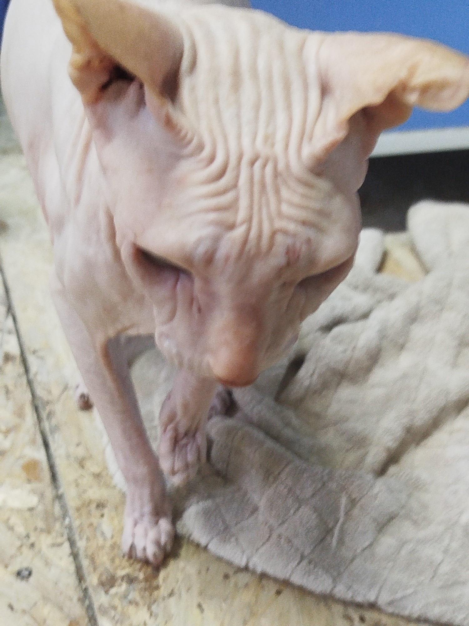 The image shows a close-up, slightly blurred view of a hairless cat, likely a Sphynx breed, on a textured surface. The cat's skin is wrinkled, particularly on its head and ears. Its body is pale pink. The cat appears to be looking downwards. Part of the cat's paws are visible, resting on what looks like a soft, light-colored blanket or rug. The background is out of focus, with hints of a blue and dark surface, possibly furniture or a wall. The foreground shows a light-colored, somewhat textured floor. There are no people visible in the image. The setting is domestic. There is no identifiable location within the city of Zavodoukovsk, Russia.