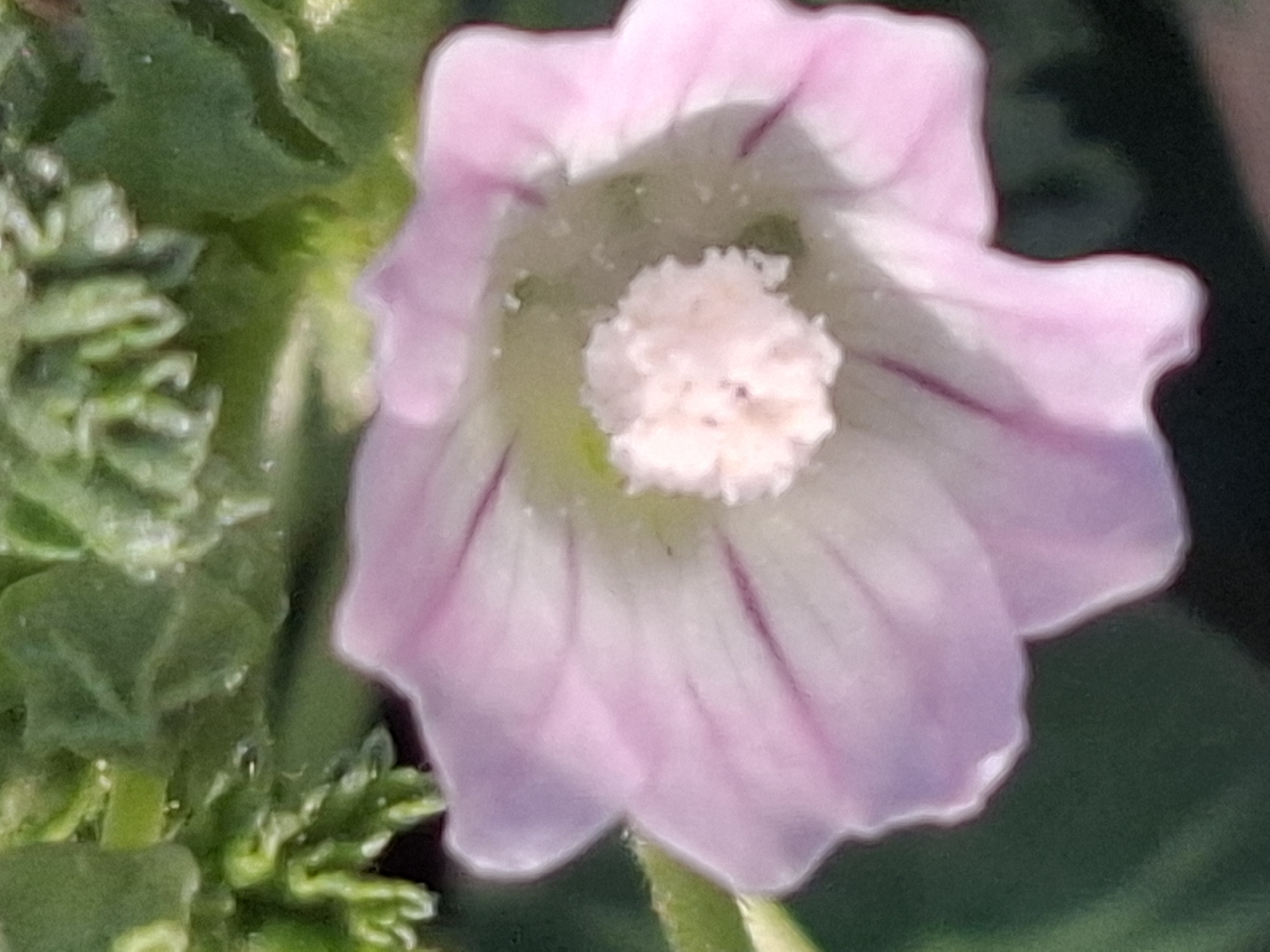 A close-up, slightly blurred shot shows a pink flower with purple veins, set against a background of green foliage. The flower's center features a cluster of stamen. The image does not provide any context or details that would allow for the identification of its location in Almaty, Kazakhstan.