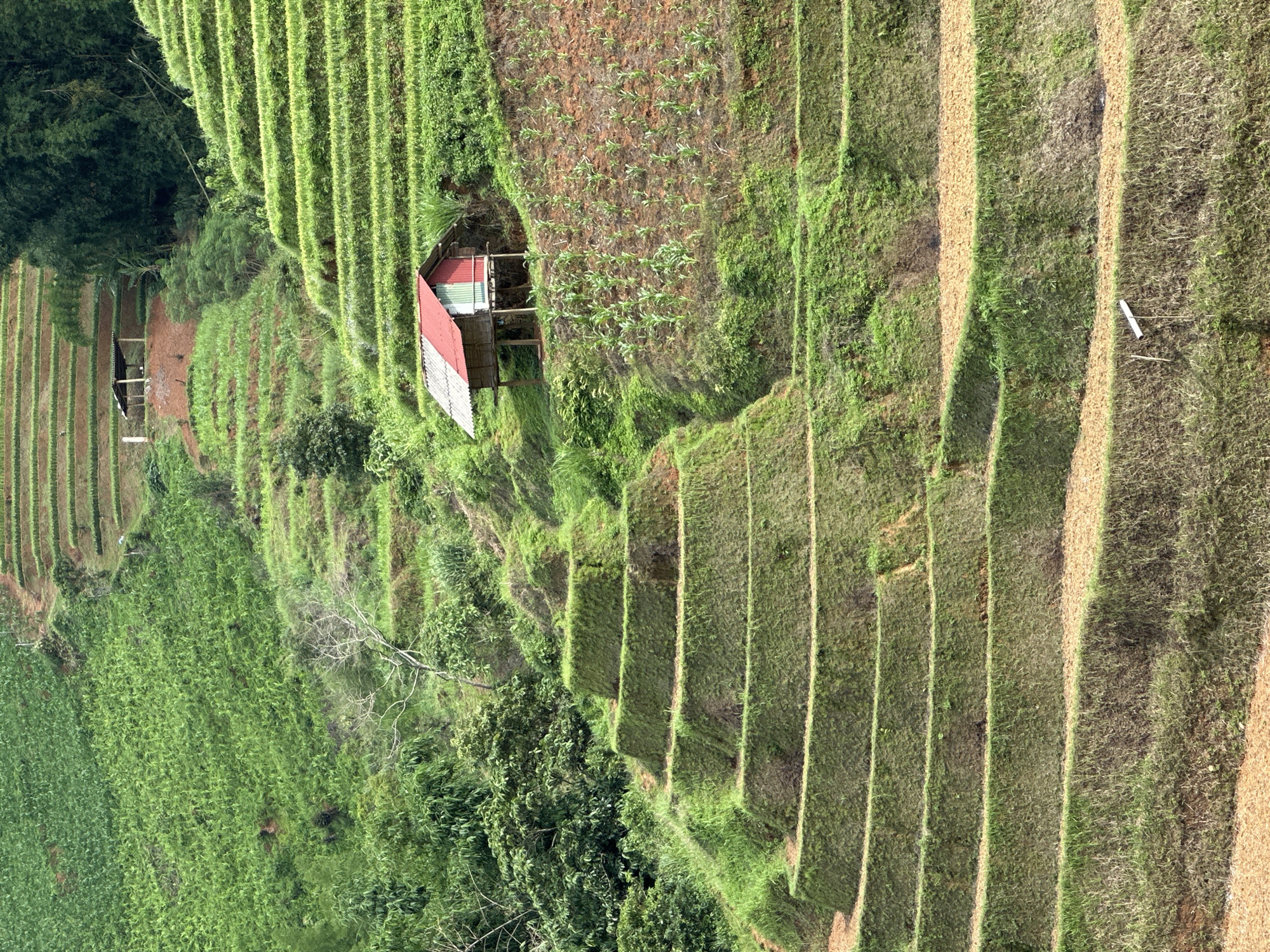 The image displays a sprawling, verdant landscape of terraced agricultural fields covering a steep hillside in Khao Mang, Vietnam. The scene is dominated by numerous horizontal rows of lush green vegetation, likely cultivated crops or ground cover, separated by distinct, narrower strips of lighter-colored earth. These meticulously constructed terraces ascend and descend the slopes, creating a striking pattern across the terrain.
Two small, rustic structures are integrated into the agricultural setting. A prominent hut near the center features a distinctive red main roof and a lighter-colored, possibly corrugated, secondary roof section, elevated on wooden stilts. Further to its left, another smaller, darker hut is partly concealed by dense foliage and the natural contours of the land. Adjacent to the central hut, a plot of newly sprouted, light green plants, possibly corn, grows in organized rows on reddish-brown soil, indicating active cultivation. Patches of dense natural vegetation and trees are interspersed among the terraces and form a backdrop to the scene. A white pipe or stake is noticeable on one of the lower terraces on the right side of the image.
No individuals are visible, but the extensive terracing and cultivation signify ongoing agricultural activity. The scene is bathed in clear daylight, with shadows cast by the terraced contours suggesting either morning or afternoon sun and fair weather. There is no visible text in the image. The overall impression is one of human ingenuity in adapting to and cultivating mountainous terrain.