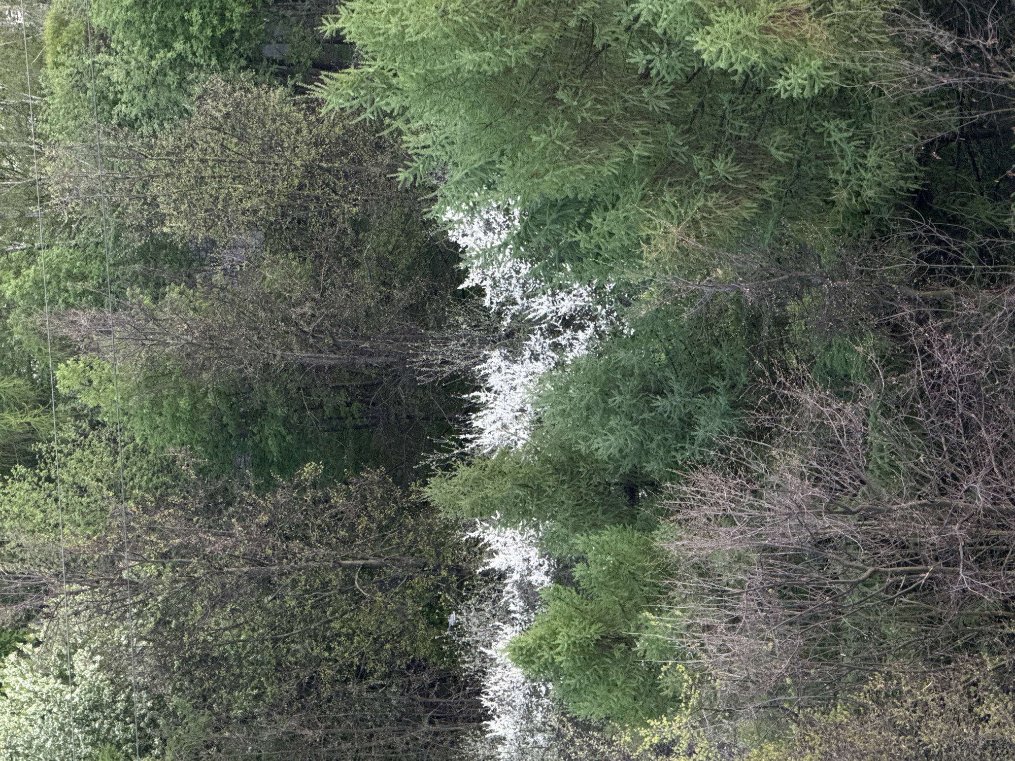 The image shows an aerial view of a forest canopy. Various shades of green indicate different tree species and stages of foliage development, with some trees still bare. A line of white blossoms bisects the image. The location appears to be a wooded area in an unspecified urban environment. No people or specific objects are visible. The environment consists of densely packed trees and branches.