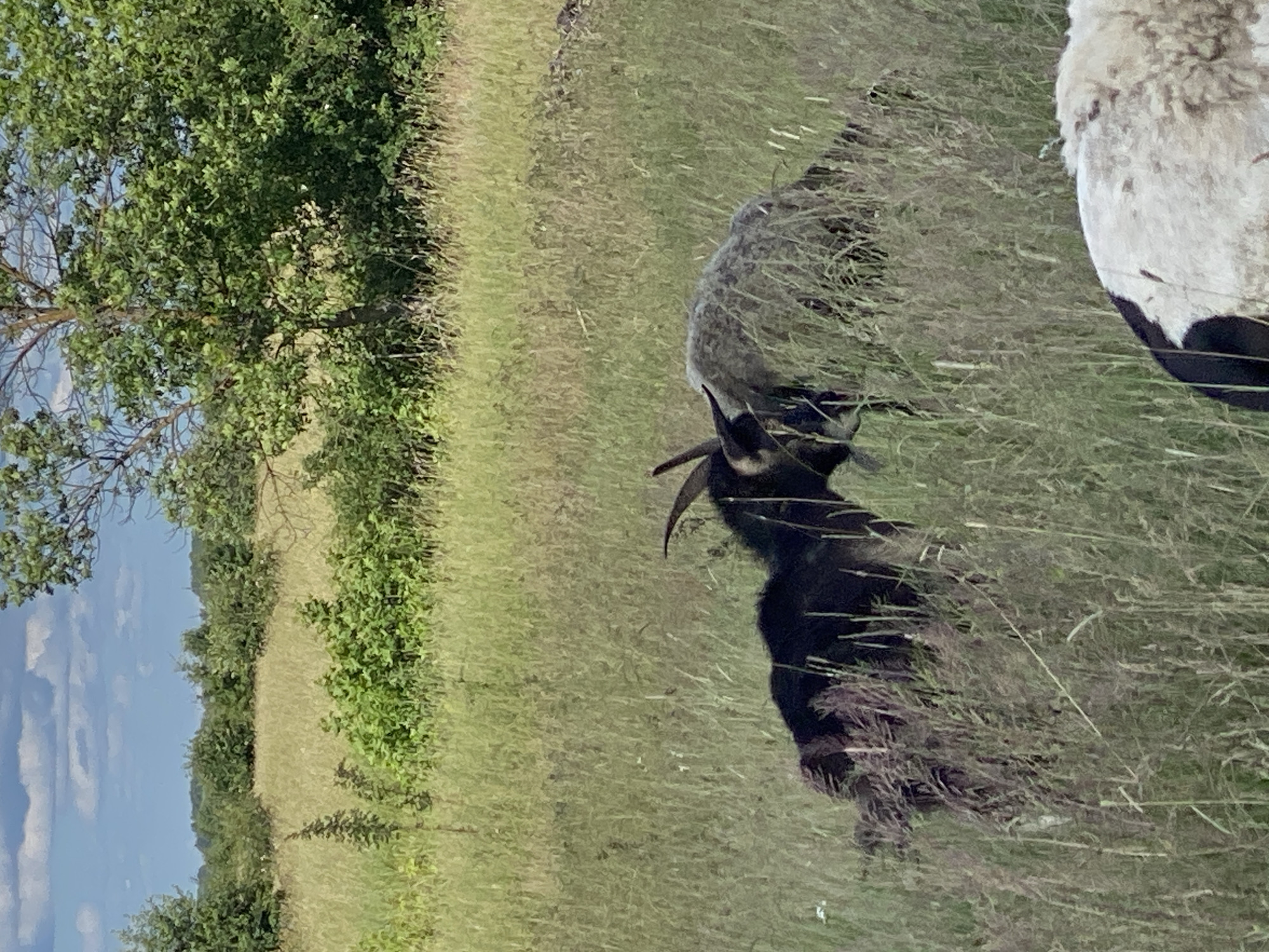 In a grassy field in Ustyvytsia, Ukraine, two goats are engaged in a head-butting contest, their horns locked together. One goat is black, with visible horns, and appears to be pushing against the other goat, which is mostly obscured by the tall grass and is light gray in color. The background consists of a line of trees and a partly cloudy sky. In the foreground, the back of a sheep with black and white markings is visible. The scene captures a moment of playful or territorial interaction between the animals in a natural, rural setting.