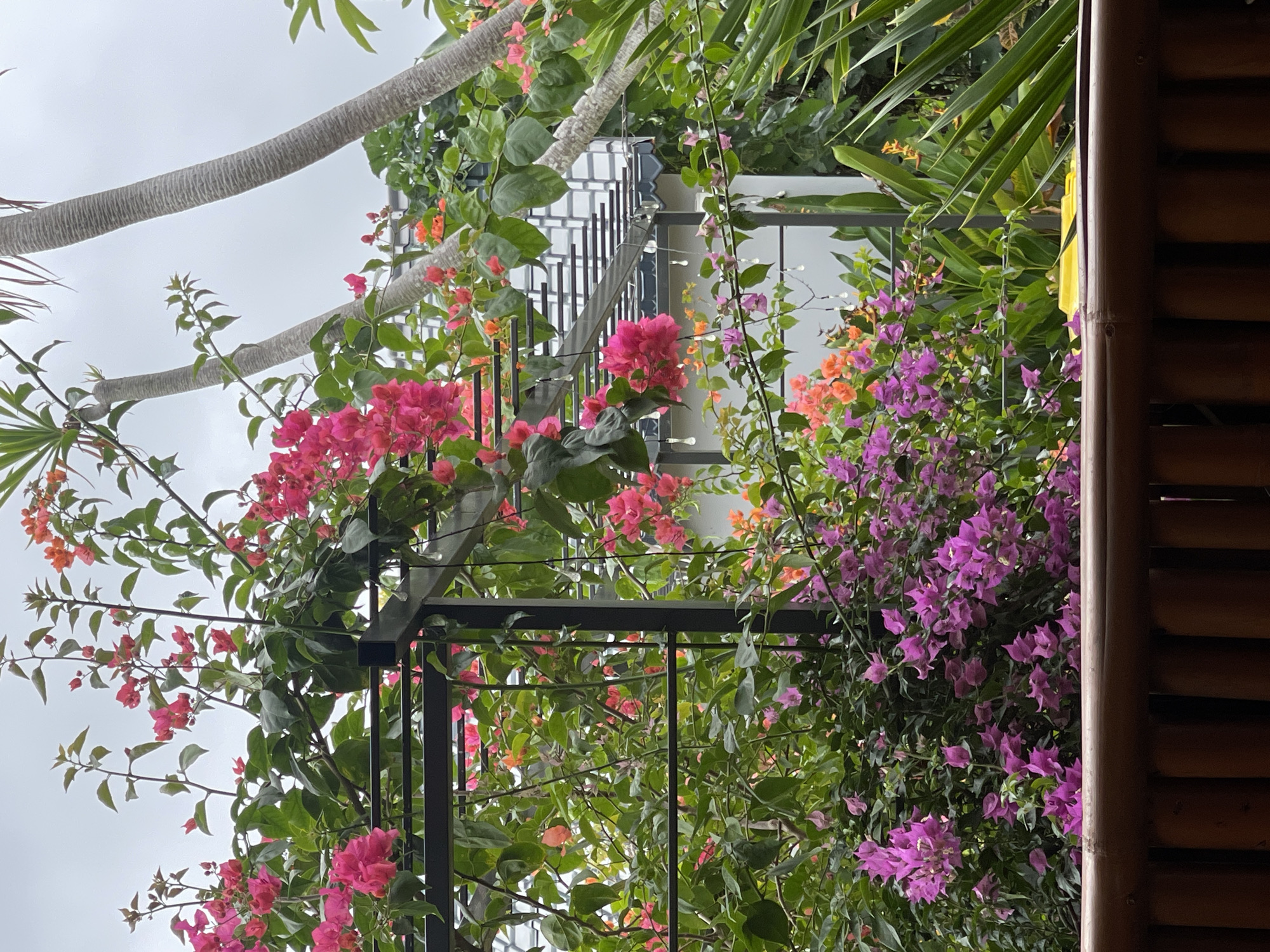 In Kuta Selatan, Indonesia, an outdoor scene is depicted with lush greenery and vibrant flowers. The foreground features a bamboo railing, obscuring the lower portion of the image. Behind the railing, a metal pergola structure is adorned with abundant bougainvillea, showcasing a mix of bright pink, fuchsia, and purple blooms, interspersed with smaller clusters of orange flowers. Lush green leaves form a dense backdrop.
In the mid-ground, the bougainvillea continues to dominate, draping over the pergola. A glimpse of a modern building with a white facade and a grey, tiered roof is visible behind the foliage. String lights hang from the pergola structure. Two tall, slender palm trees with textured bark are prominent in the mid-right of the image, reaching towards the overcast sky.
The background consists of a pale, cloudy sky. The overall impression is of a vibrant, tropical garden setting, possibly attached to a residential or hospitality property, given the architectural elements. There are no people or animals visible in the scene. The lighting suggests it is daytime, but overcast.