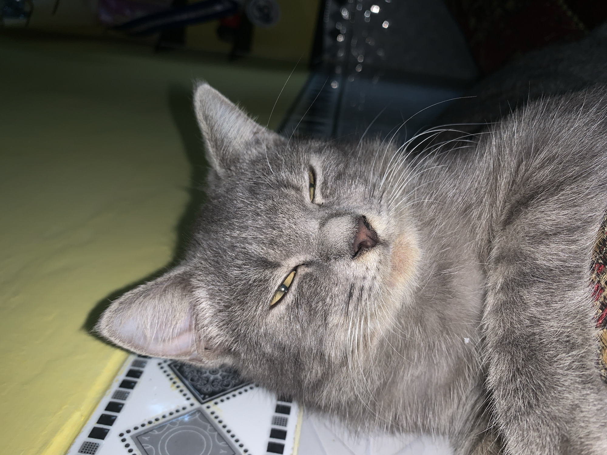 A close-up, eye-level shot captures a gray cat resting against a yellow wall. The cat's eyes are partially closed, with a slight squint. Its fur is short and appears soft. The background shows a tiled surface and a wall painted a bright yellow. The cat is the central focus of the image. There are no people or other animals present. The scene appears to be indoors, in a domestic setting. The location of Jajag, Indonesia is not visually ascertainable from the image content.