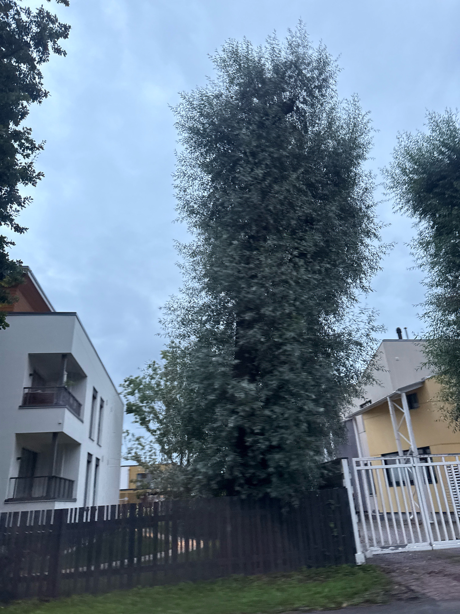 In Tallinn, Estonia, this image captures a street view dominated by a very tall, slender tree with dense foliage. To the left, a modern, white apartment building with balconies is visible. To the right, a yellow house with a white awning and fence is present. A dark wooden fence separates the properties from a grassy area in the foreground. The sky is overcast.