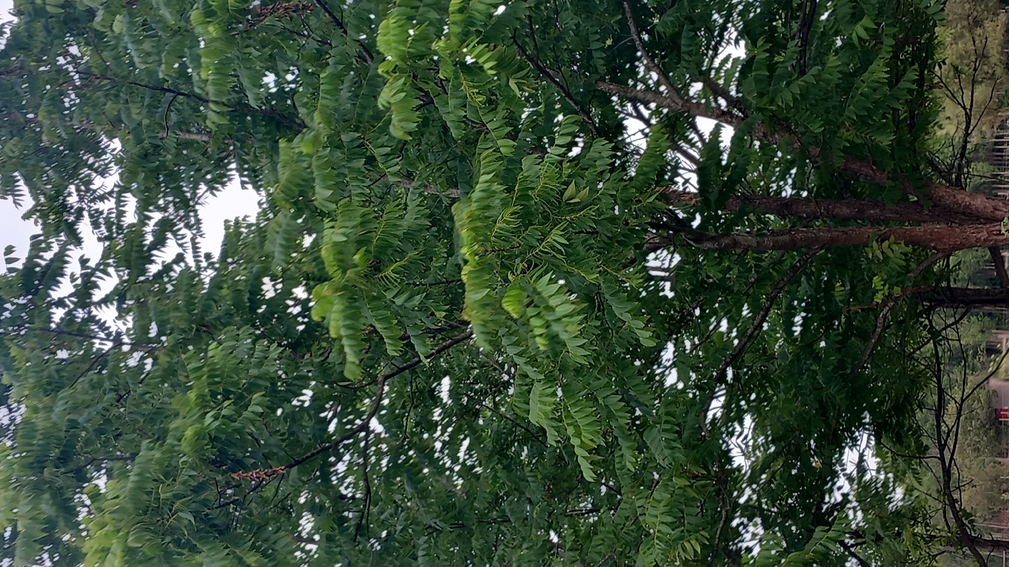 A full shot shows a large tree with lush green foliage. The tree has a thick trunk and branches that spread out, supporting a dense canopy of leaves. The leaves are small and serrated, and they are arranged in compound structures. The background is a hazy sky, suggesting an overcast day. The lower portion of the image reveals more of the tree trunk, which is rough and textured. In the distance, other trees and vegetation are visible, hinting at an outdoor setting in a natural or park-like environment. There are no people or animals in the frame, and no discernible structures or man-made objects are visible that would indicate a specific location within the city of Unknown.