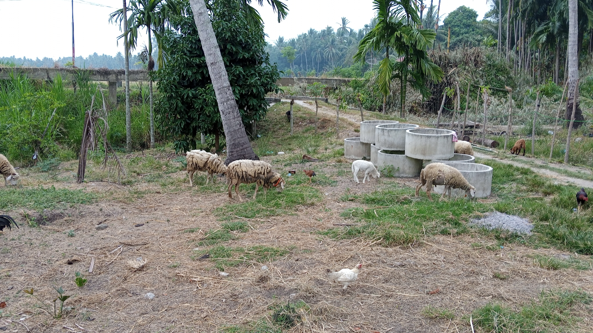 In Uteunreutoh, Indonesia, a rural scene unfolds with several sheep and chickens grazing in a dry, grassy area. Several large concrete rings, likely for construction or water storage, are scattered across the landscape. Tall palm trees and other greenery form a backdrop to this pastoral setting.