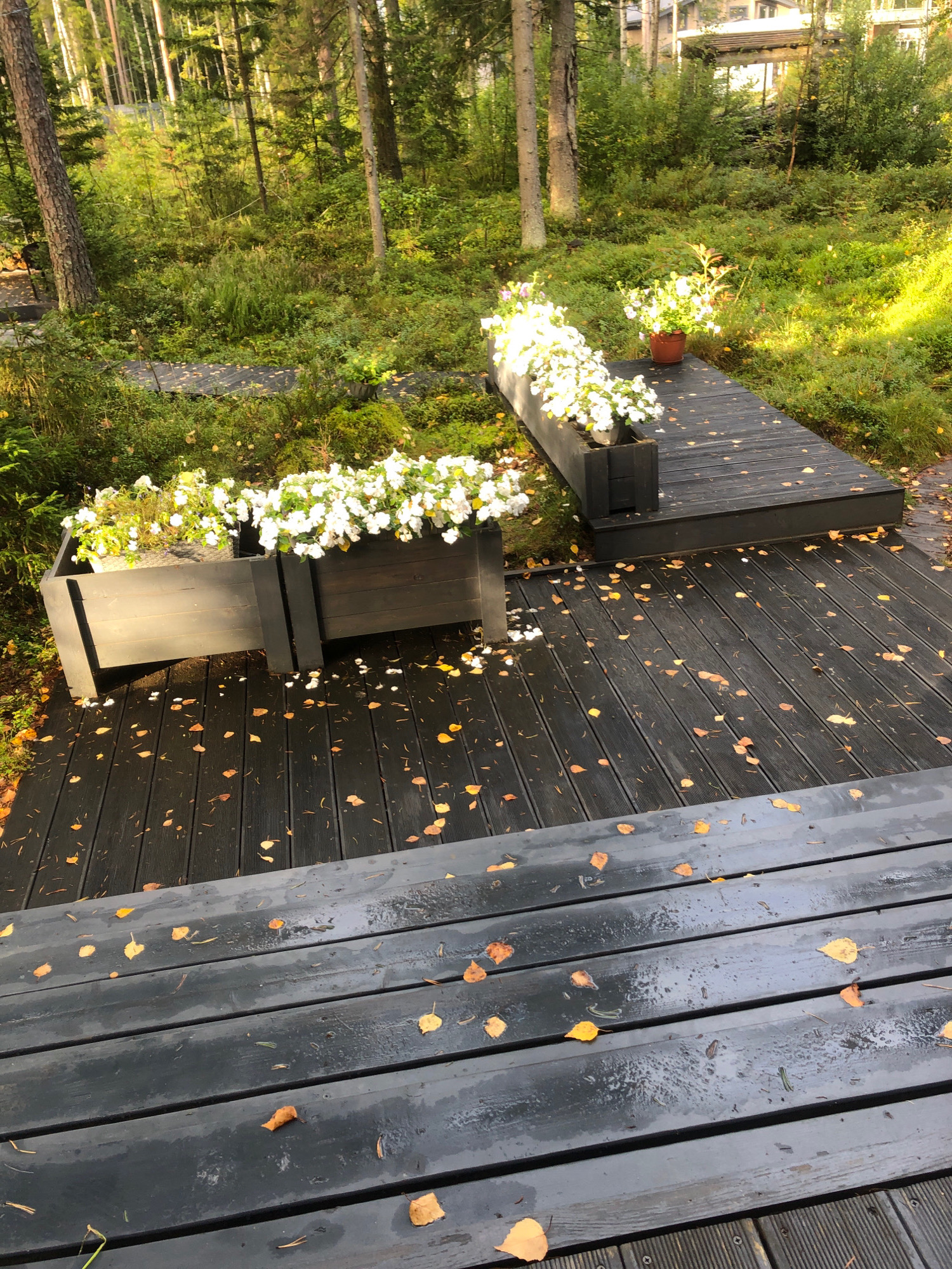 A wooden deck with a weathered, dark grey finish is visible in the foreground, with fallen yellow and orange leaves scattered across its surface. The deck appears wet, with visible water droplets. Beyond the deck, a narrow, elevated dark wooden walkway winds through a forest environment. On the walkway, several planters contain abundant white flowers. One planter is a long, dark wooden rectangular box filled with white flowers. Another planter is a small, brown pot with a plant also featuring white flowers. The surrounding environment is a dense forest with tall trees, underbrush, and greenery. In the background, a modern house with light-colored siding and a covered porch is partially visible through the trees. The lighting suggests it is either early morning or late afternoon, with sunlight filtering through the trees and casting shadows. The scene is located in the city of Arfa, Russia.