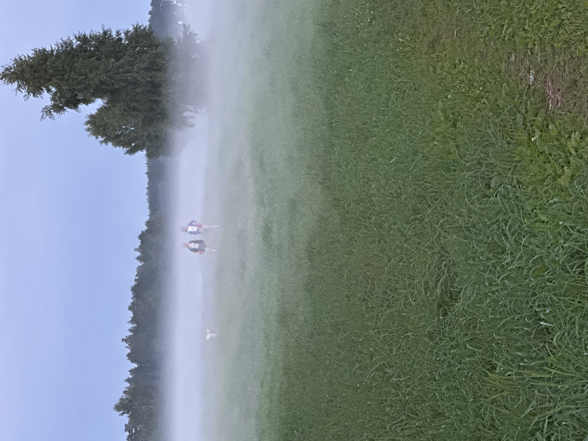 In Tiskre, Estonia, a foggy field is depicted at dusk or dawn. The foreground is dominated by tall, green grass. In the mid-ground, two individuals are walking together, accompanied by a small, white dog on a leash. A dense line of trees forms the background, with a large tree on the right side of the frame partially obscured by fog. The sky is a muted, pale blue.