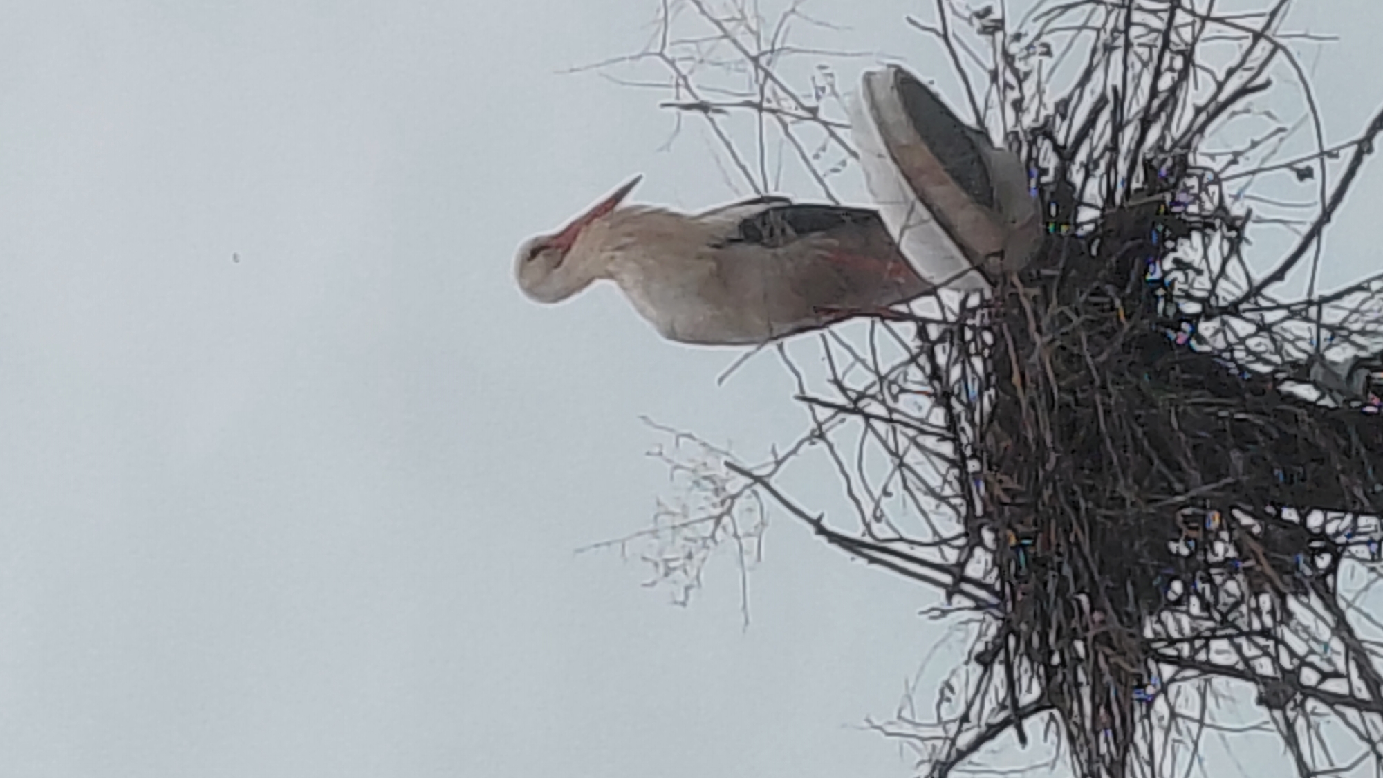 A stork is perched in a nest high in a tree. The sky is grey. The location is unknown.