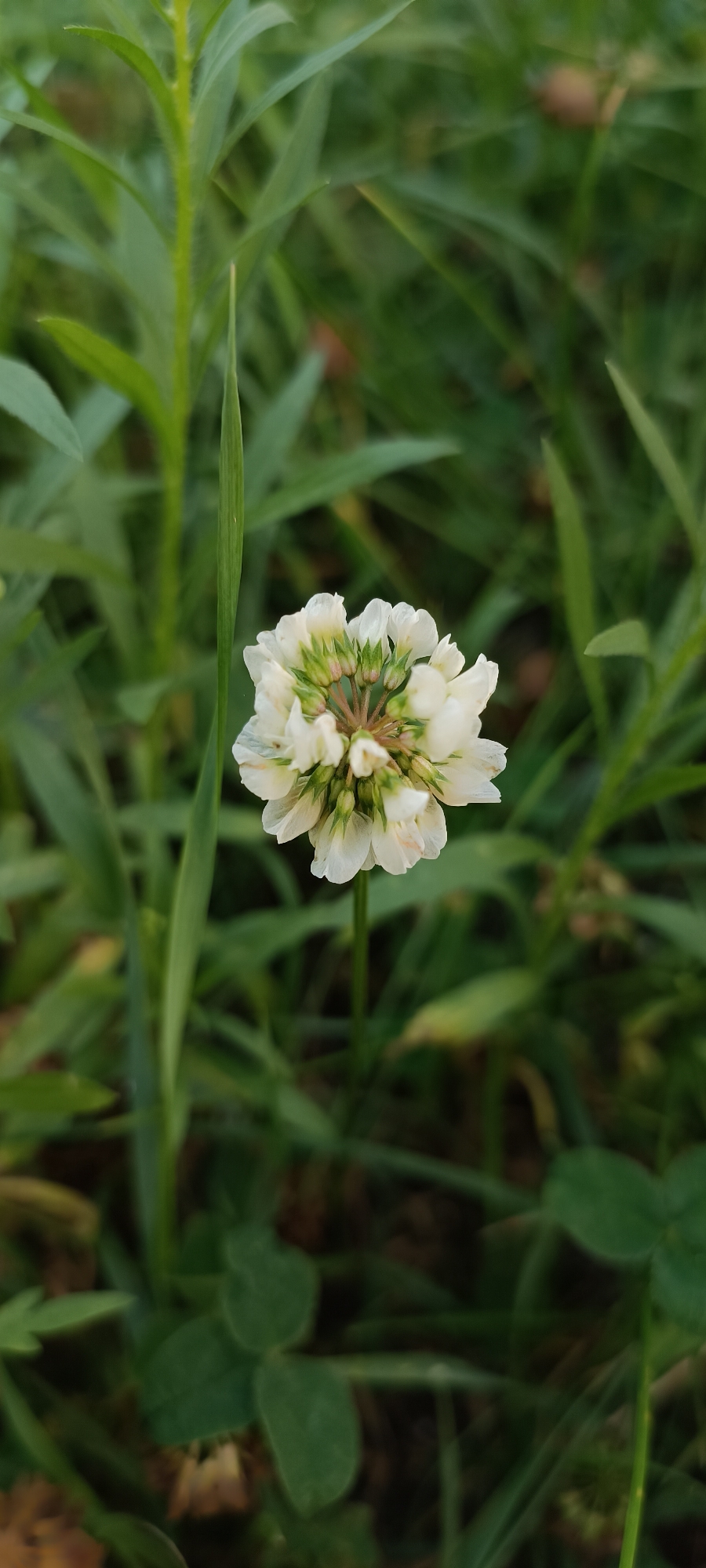A close-up, vertical, outdoor photograph captures a white clover flower blooming amidst lush green grass. The flower, with its cluster of small, delicate petals and green sepals, is the central subject, positioned slightly to the right of the frame. Surrounding the flower are tall, slender blades of green grass and foliage, creating a soft-focus background that emphasizes the flower's detail. The lighting suggests a natural, possibly overcast or early morning, setting, casting a gentle illumination on the scene. The environment appears to be a natural grassy area, possibly a park or field, in Sokolohirsk, Ukraine.