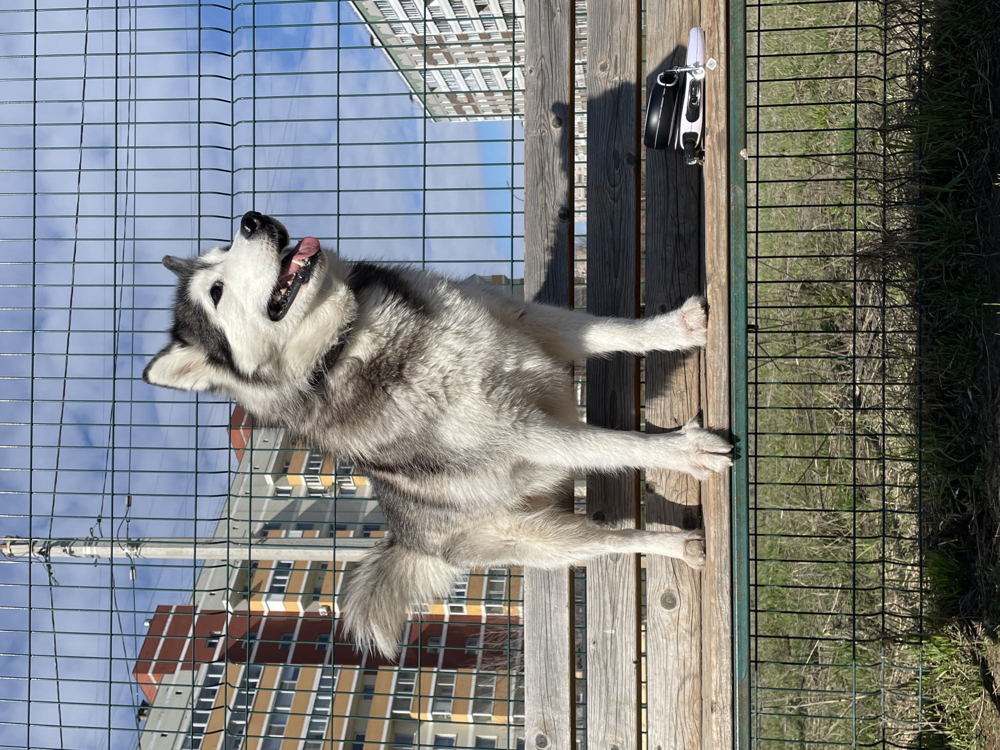 A husky dog sits on a wooden bench in front of a green metal fence. The dog is light gray and white with black markings on its head. It is panting with its tongue visible. Behind the fence and the dog are buildings, one white and another a mix of gray, tan, and orange brick. To the right of the dog, on the bench, is a black and white object. The scene is set in Izhevsk, Russia.