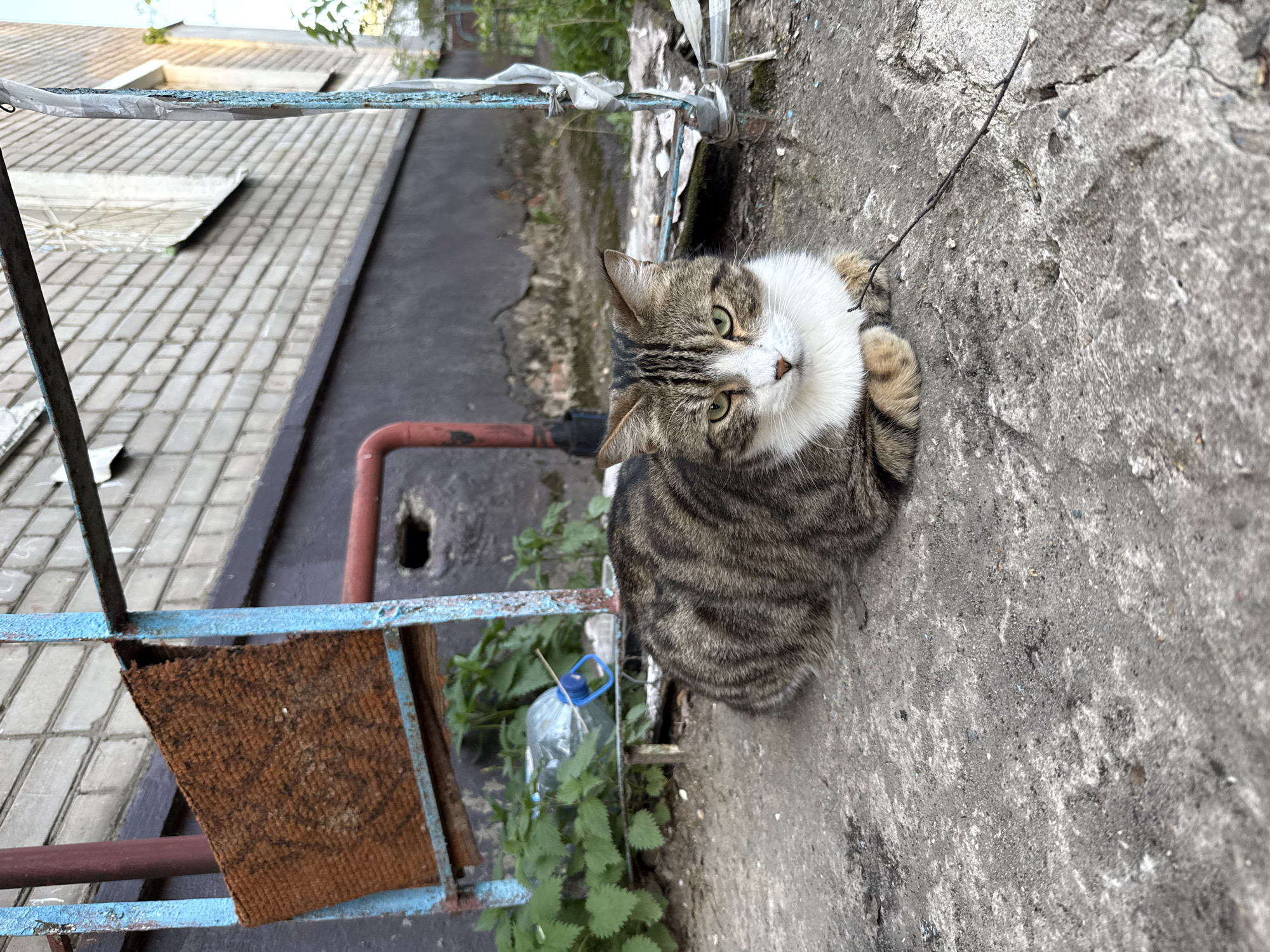 The image shows a tabby cat with a white bib sitting on a weathered concrete surface. The cat is looking upwards towards the camera. To the left, there's a blue metal structure with a section covered in brown material. Behind the structure, there's a building with a tiled exterior. Some greenery is visible between the metal structure and the cat. The exact location within Rusanovo, Russia is not discernible from the image.