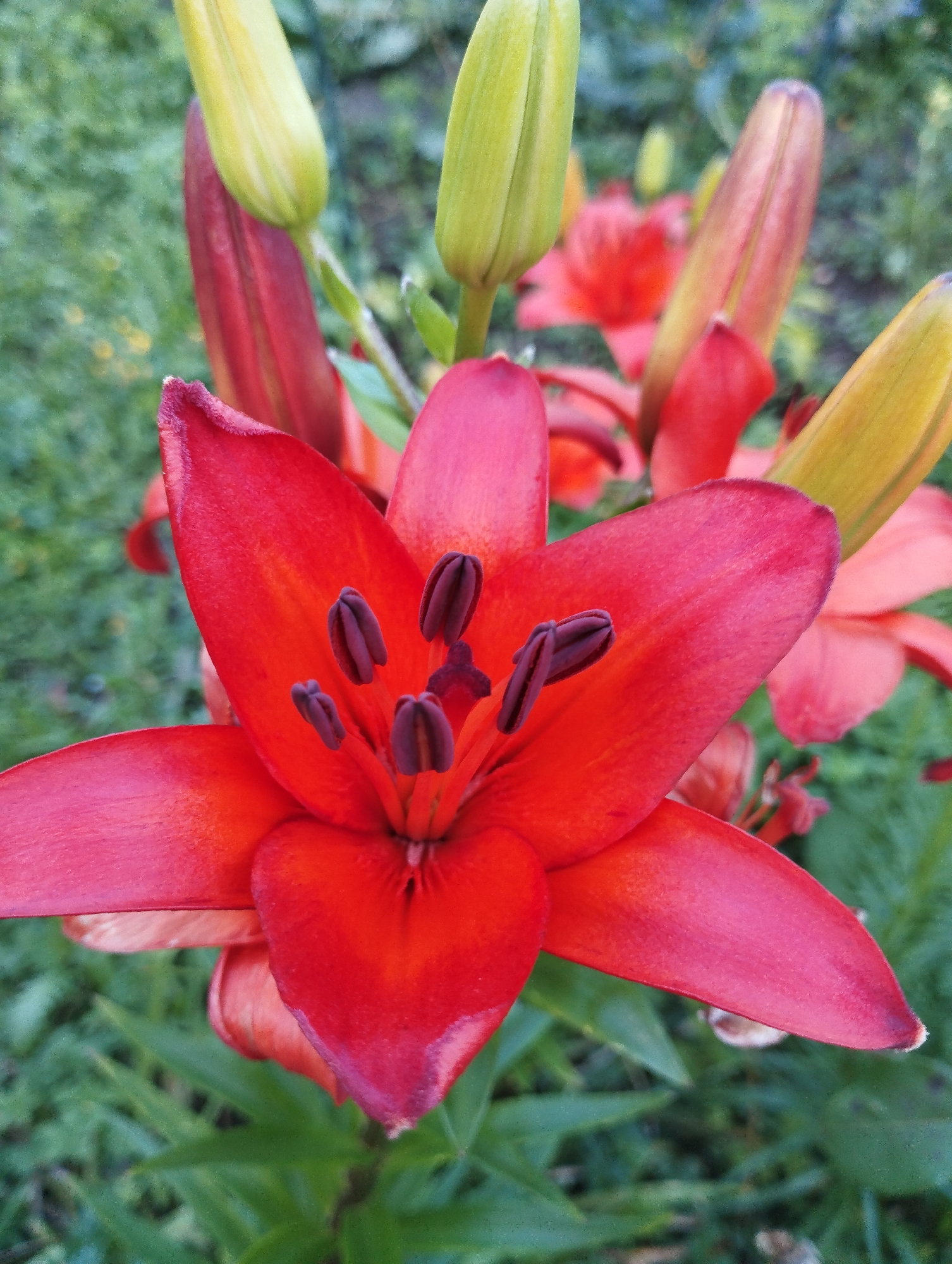 A close-up, eye-level shot showcases a vibrant red lily in full bloom, dominating the foreground with its striking petals. The lily's stamens, a deep purple, are clearly visible at its center. Surrounding the main flower are several unopened lily buds, some tinged with red and others a pale yellow-green, adding depth and context to the bloom. The background is a soft blur of green foliage, suggesting a garden or natural setting. The lighting is natural, casting a gentle glow on the flower and highlighting its texture and color. There are no people or man-made structures visible in the frame. The scene is serene and focuses solely on the natural beauty of the lily.