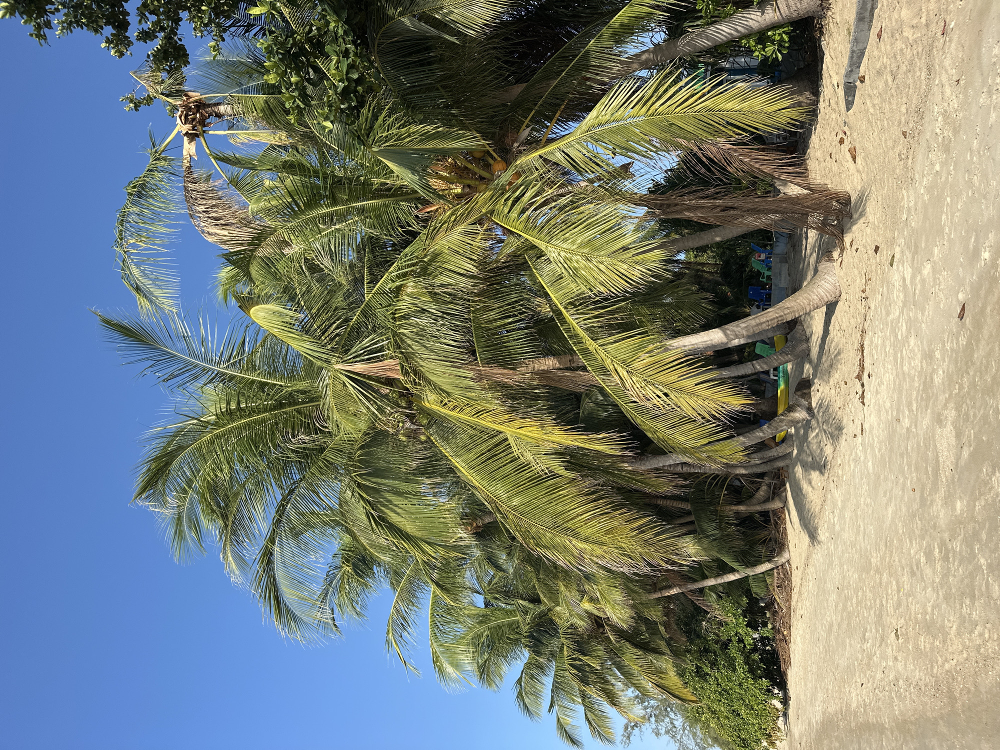 A vertical, eye-level, medium shot captures a row of palm trees lining a sandy beach under a clear blue sky in Ko Samui District, Thailand. The palm trees, with their long, frond-like leaves, dominate the scene, casting shadows on the light-colored sand. In the background, some beach chairs and a yellow kayak are visible. The sand itself is strewn with a few dried leaves. The overall impression is one of a tropical beach setting.