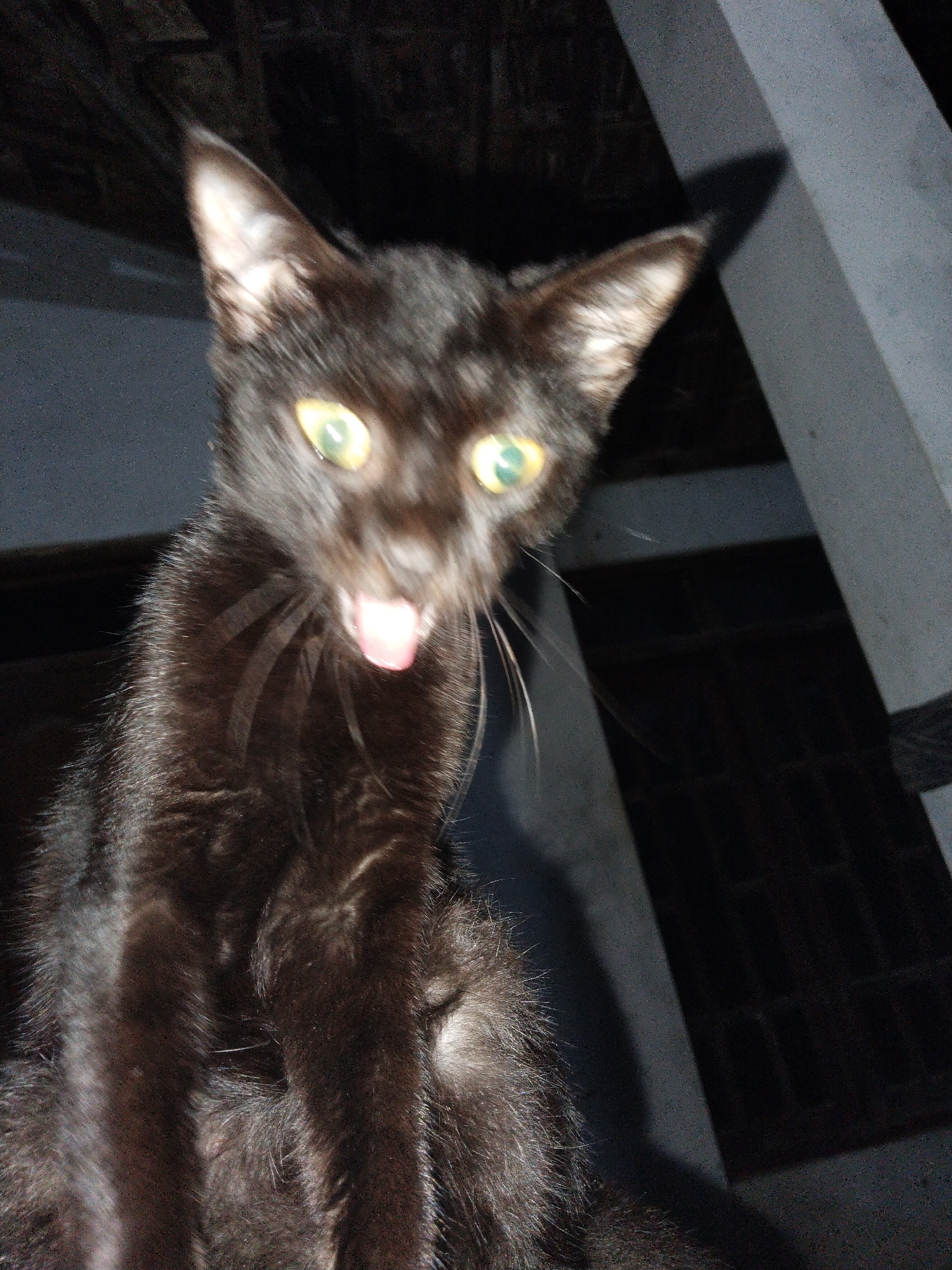 A low-angle, blurry, medium shot depicts a black cat with yellow eyes and a pink tongue sticking out. The cat is the main subject and takes up most of the frame. Behind and to the right of the cat is a dark, indistinct background featuring what appear to be architectural elements like a pillar. The location and city are unknown.