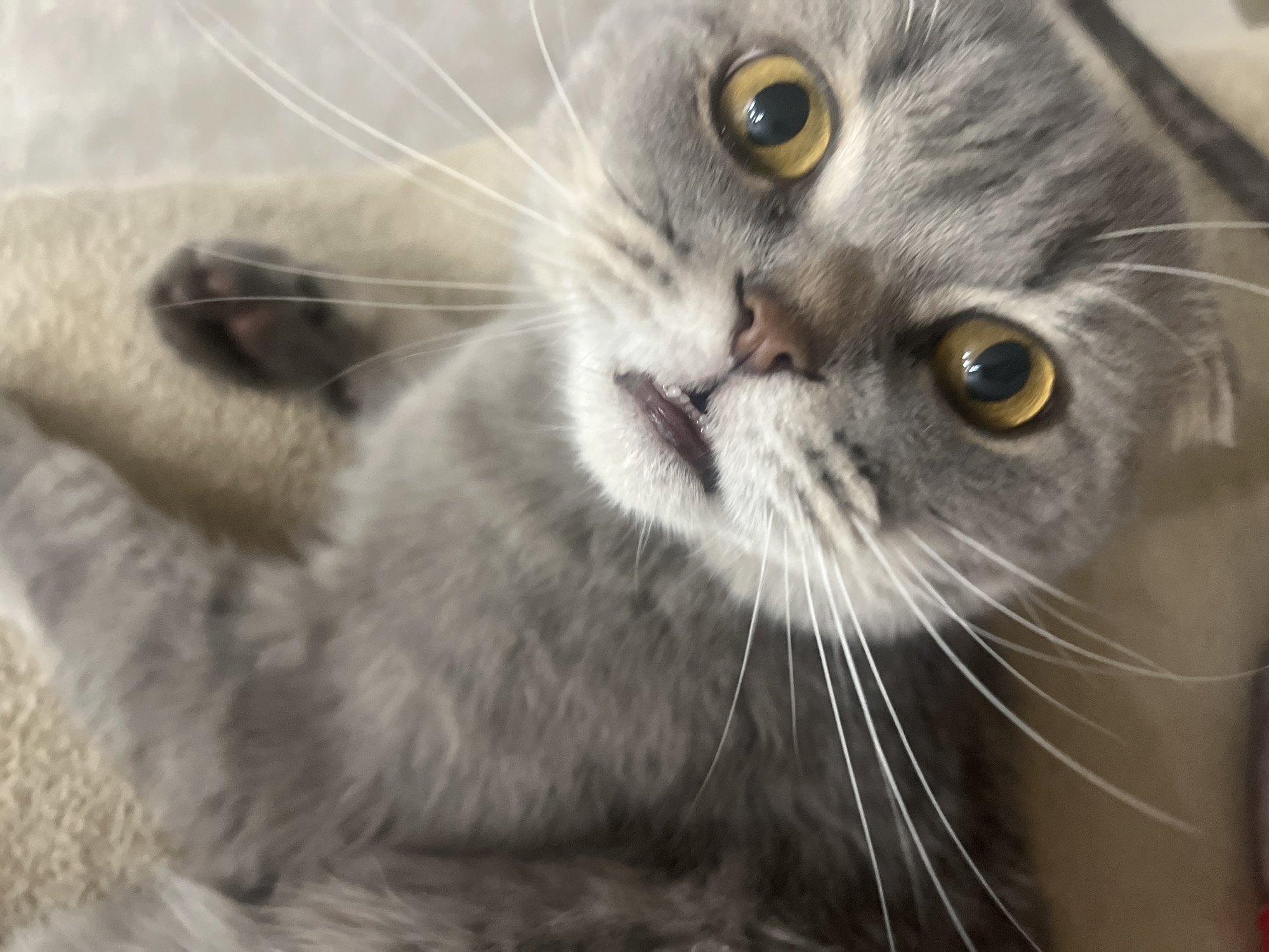 A close-up shot focuses on a gray Scottish Fold cat. Its yellow eyes are wide and staring. The cat's mouth is slightly open, revealing its teeth. Long, white whiskers extend from its face. A small, dark paw is visible in the background. The environment appears to be indoors, possibly on a soft, textured surface. No people or city of Votkinsk are evident in the image.