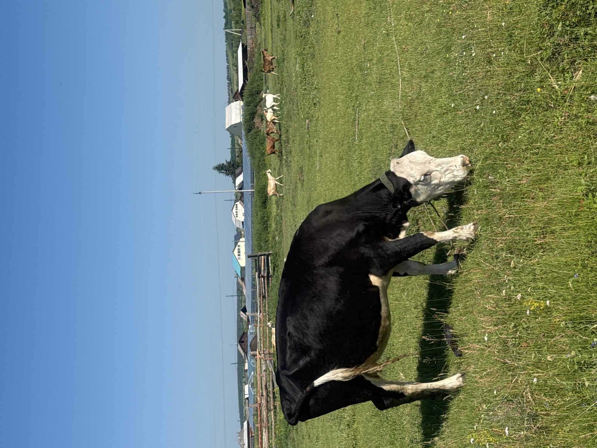 A black and white cow grazes in a lush green field under a clear blue sky. In the background, several goats are scattered across the same field, and a small village with various buildings, including houses, greenhouses, and solar panels, is visible. A wooden fence runs horizontally across the middle ground. The image appears to be taken in Maksimovshchina, Russia.