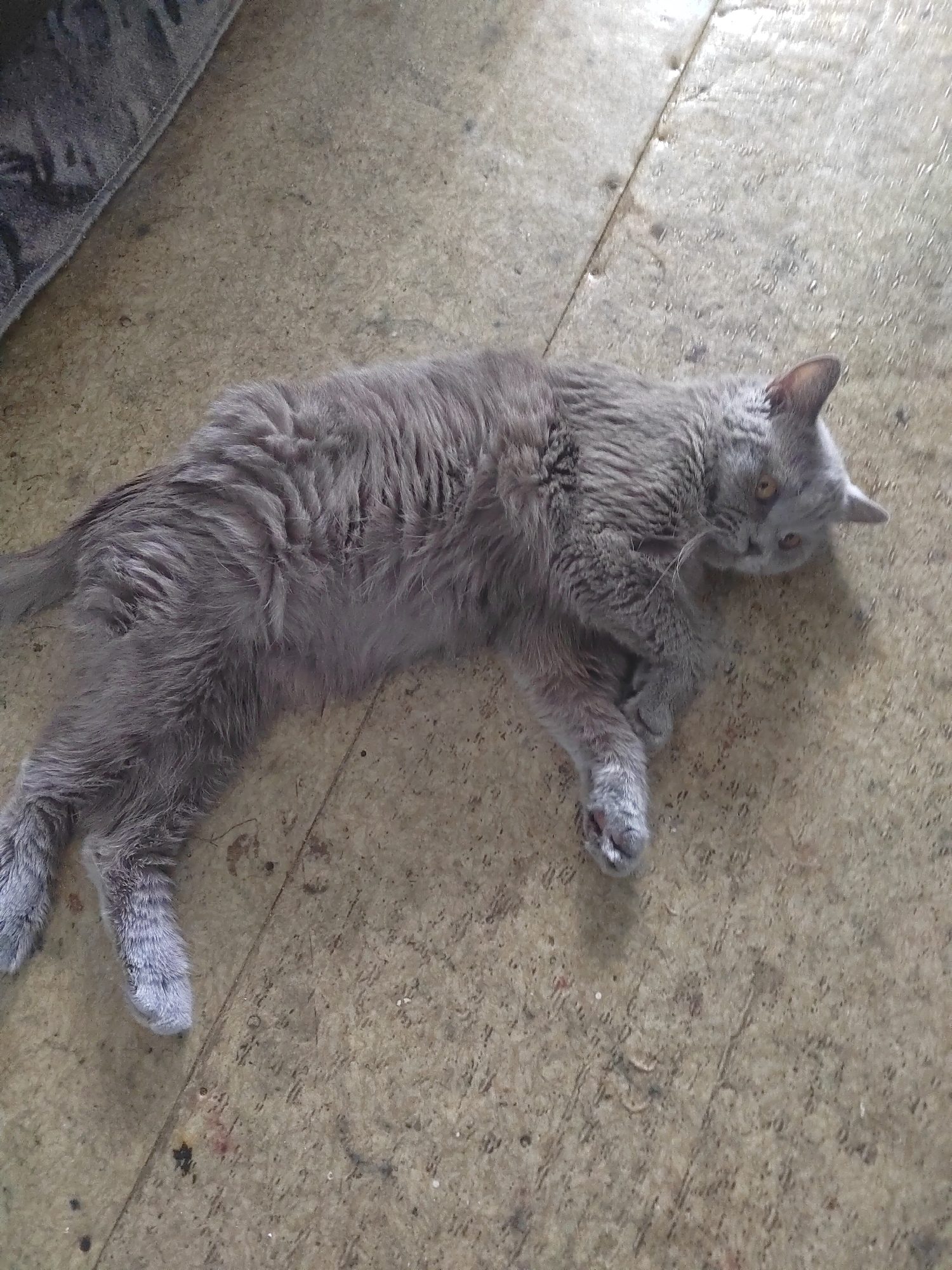 A medium shot captured from a high angle shows a fluffy gray cat lying on a light brown textured floor. The cat is positioned diagonally across the frame, with its head turned towards the viewer and its body extended to the left. Its fur appears somewhat disheveled, and its eyes are a light amber color. The floor has visible seams and appears to be made of linoleum or a similar material, with some dark specks and marks scattered across its surface. In the upper left corner of the image, a dark gray textured object, possibly a piece of furniture or a rug, is partially visible. The lighting in the scene is diffused, casting soft shadows. The photograph was taken in an indoor setting, likely in a residential area of Slawharad, Belarus.