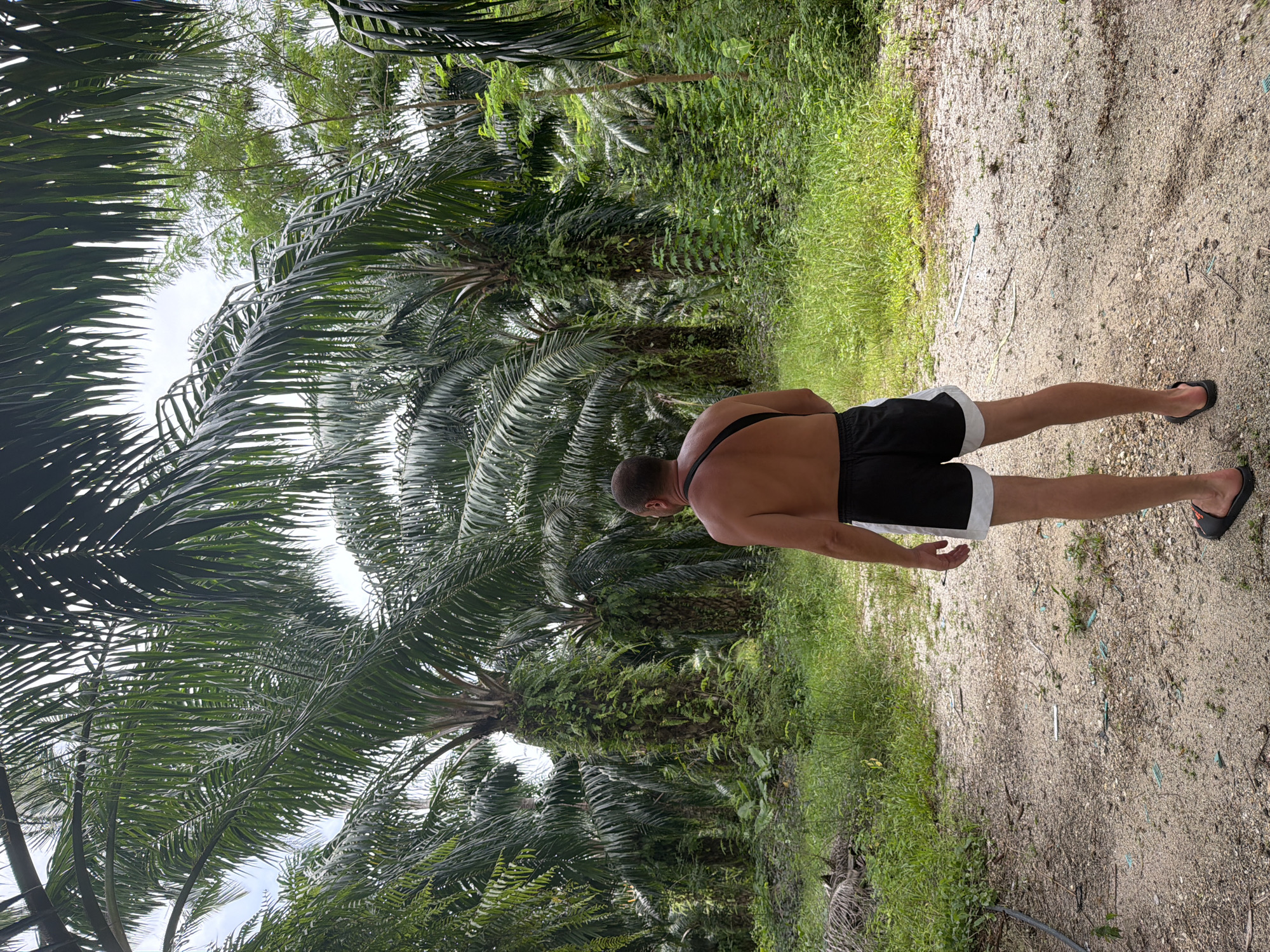 A shirtless man wearing black and white shorts and black flip-flops stands facing away from the camera in an outdoor environment. He is in the foreground, with a pathway of gravel and dirt leading away from him. The pathway is lined with green grass and vegetation. In the background, numerous palm trees with thick, moss-covered trunks dominate the scene, creating a dense, tropical forest-like atmosphere. The sky above is overcast. The image appears to be taken in a rural or agricultural area, possibly a palm oil plantation, consistent with locations in Bang Muang, Thailand.