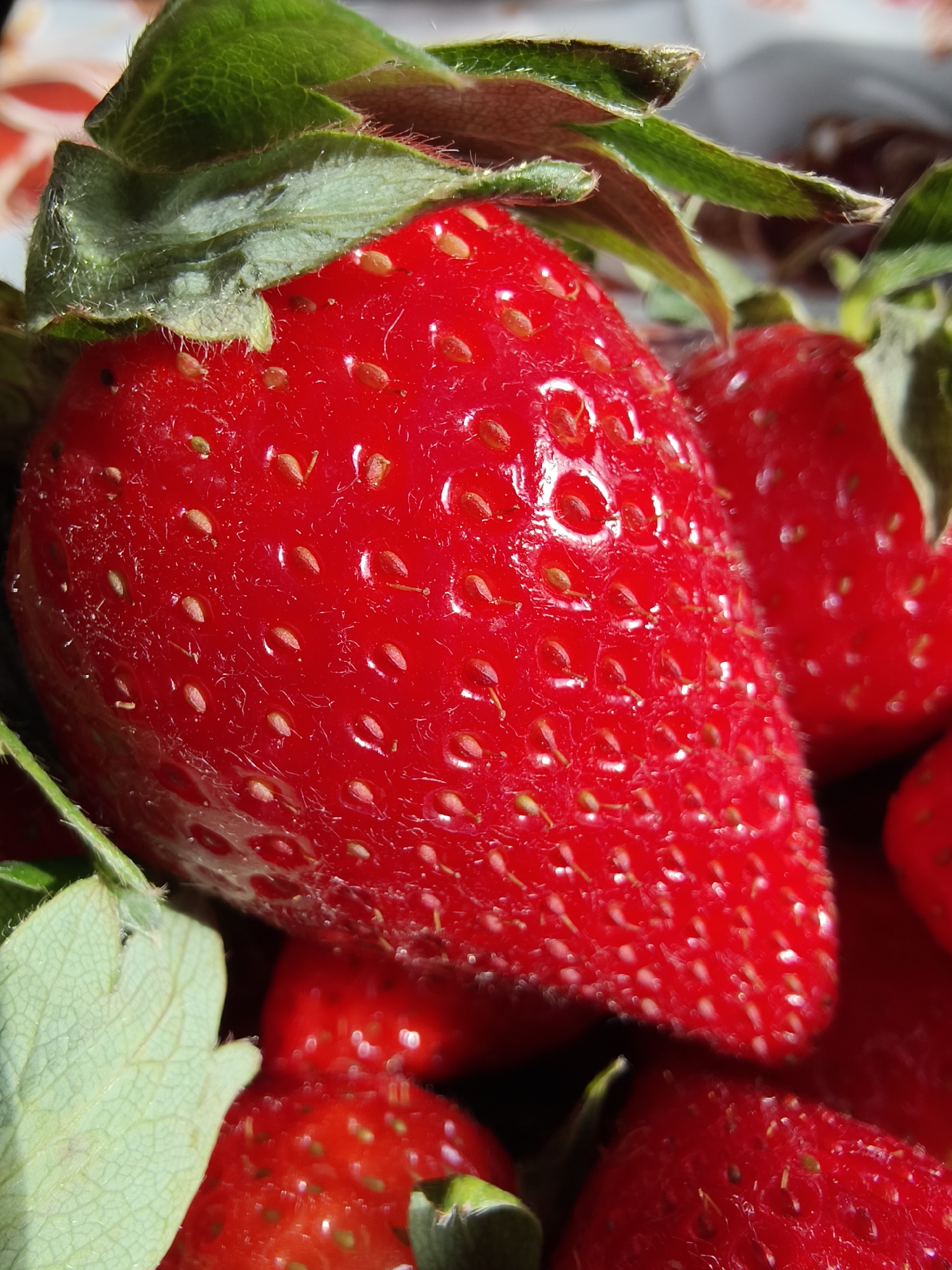 The image presents a macro close-up of several vibrant red strawberries, likely in a bowl or container, set in Poltavka, Ukraine. The main subject is a large, ripe strawberry occupying the central and left portion of the frame, showcasing its glossy, deeply red surface. Numerous small, light-colored achenes (often mistaken for seeds) are clearly visible across its skin, with some appearing slightly embedded and others protruding. A distinct highlight from a light source reflects off the strawberry's surface, indicating freshness and a slight moisture or sheen.
Attached to the top of the main strawberry are several green calyx leaves, which are also in sharp focus. These leaves exhibit fine vein details and a fuzzy, hairy texture, particularly noticeable in the provided cropped sections. Additional strawberries, slightly out of focus, can be seen in the background and along the edges of the frame, adding depth and reinforcing the theme of a collection of fresh fruit.
The scene implies a presentation of fresh produce, possibly for consumption or display. The lighting is bright and direct, highlighting the rich colors and textures of the fruit and foliage. There are no people or discernible activities taking place. No visible text is present within the image.