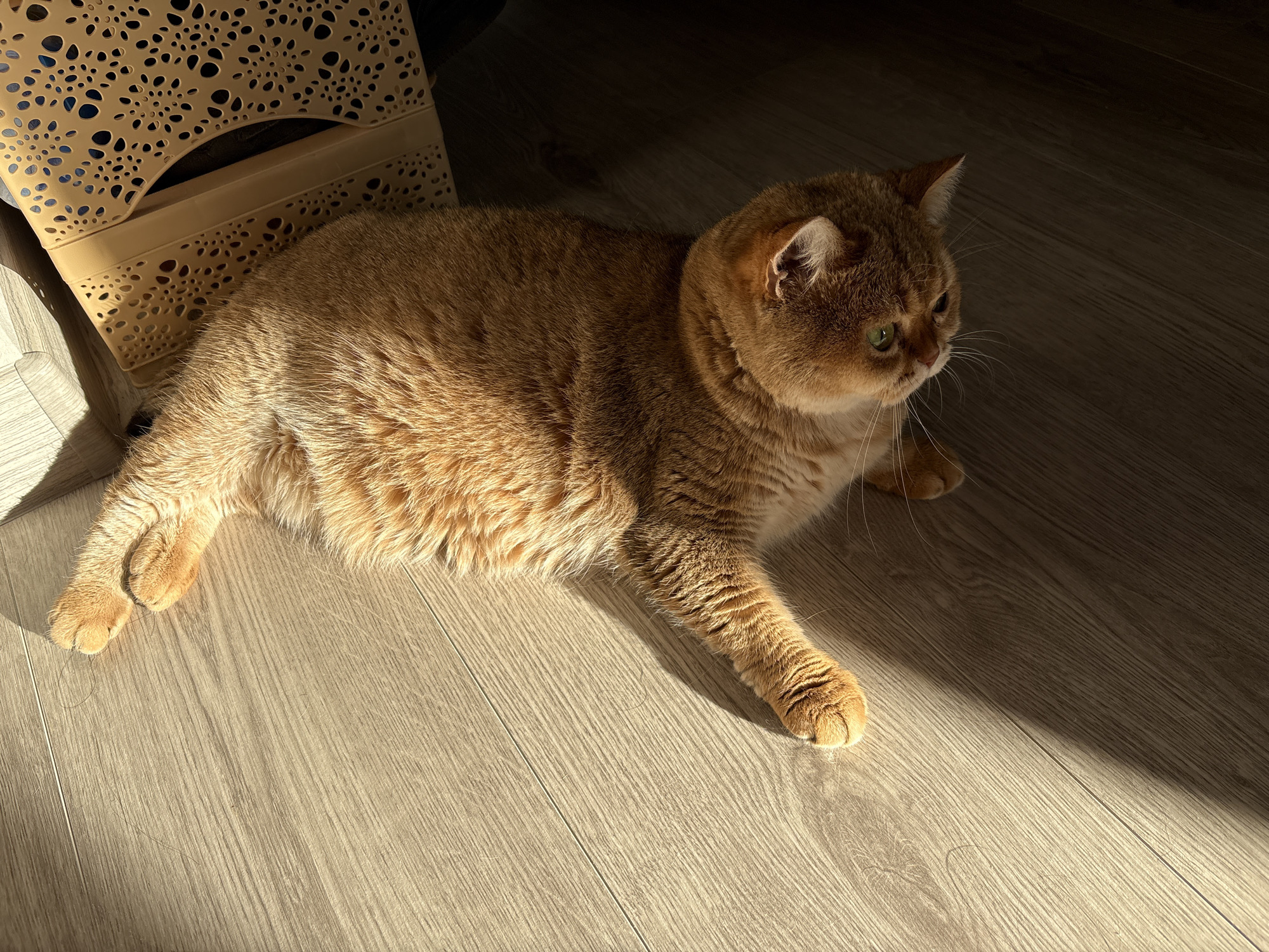 The image shows a golden-brown cat lying on a light-colored wooden floor. The cat is facing to the right, with its head slightly turned, and its green eyes are looking into the distance. Sunlight streams in from the left, casting a diagonal shadow across the floor and illuminating the cat's fur, highlighting its fluffy texture. To the left of the cat is a light-colored, perforated basket, partially in shadow. The overall lighting suggests it is daytime, likely morning or afternoon, with bright sunlight. The setting appears to be indoors, possibly a home in Засечное, Russia. The cat seems relaxed and comfortable, enjoying the warmth of the sun. There is no visible text in the image.